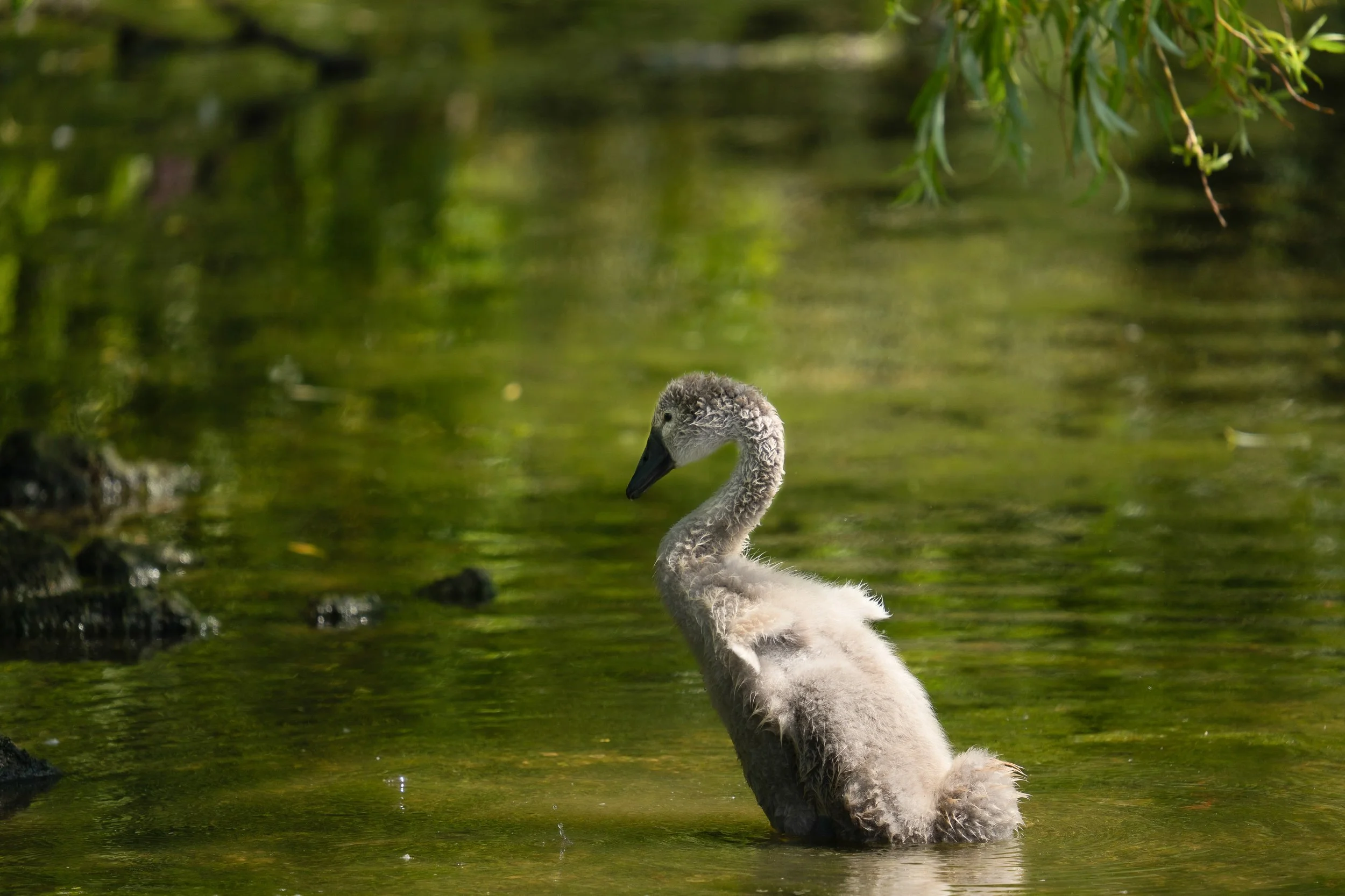 Mute Swan Cygnet