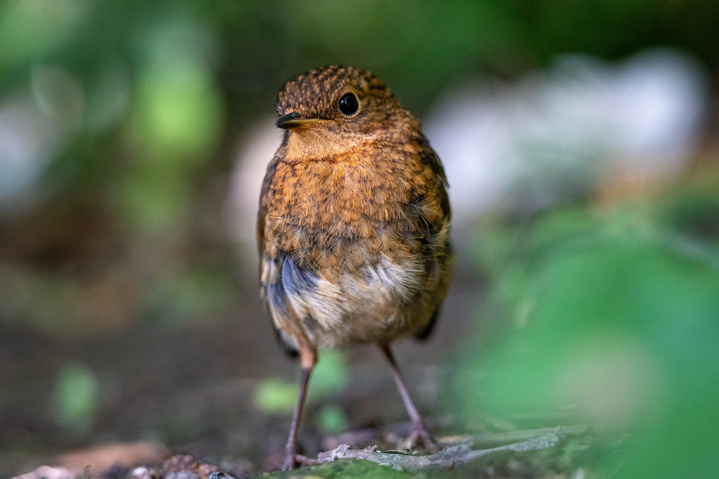 Juvenile European Robin