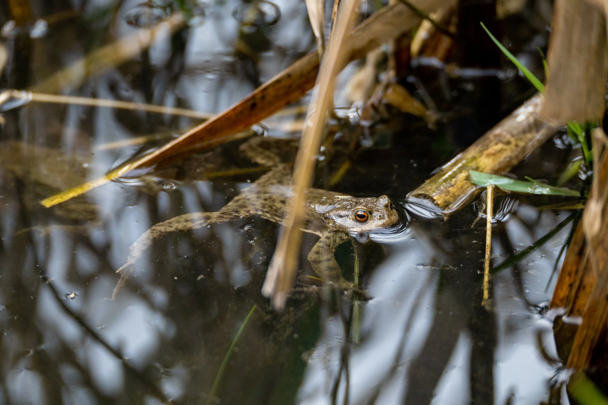 Common Toad