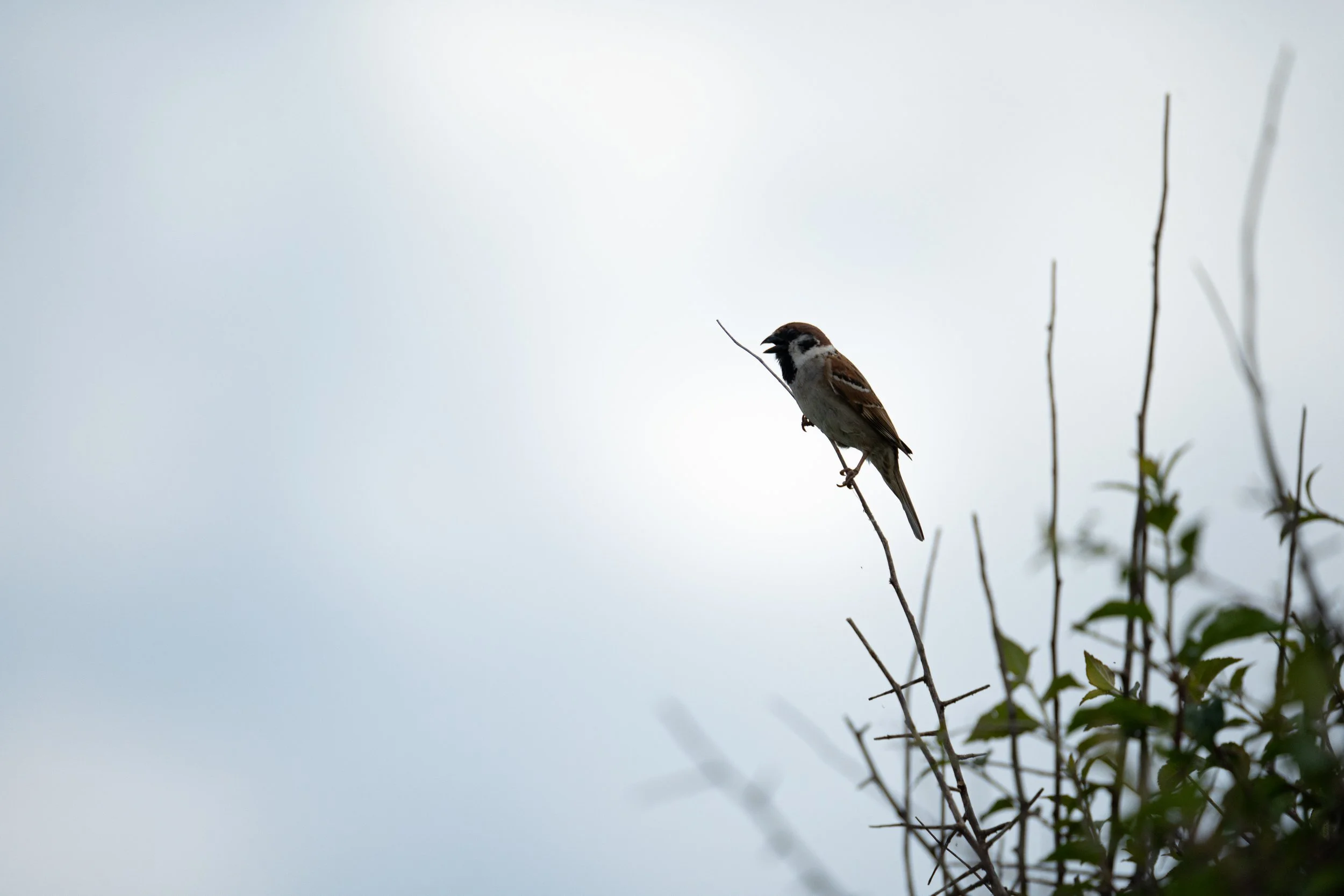 Eurasian Tree Sparrow