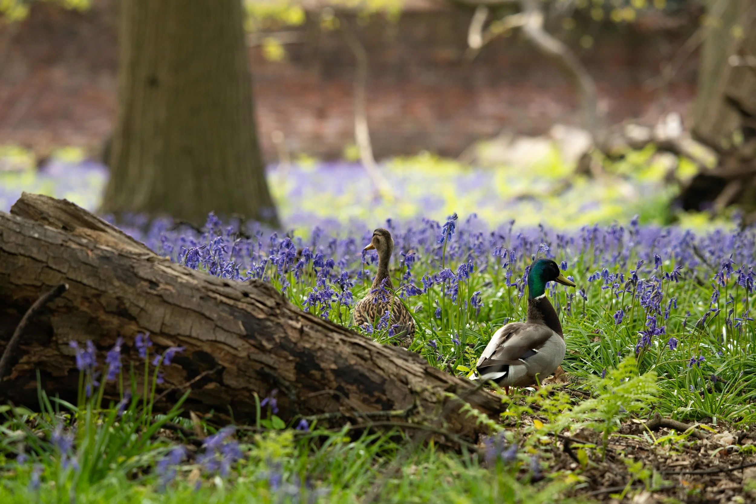Mallard Ducks In Bluebells