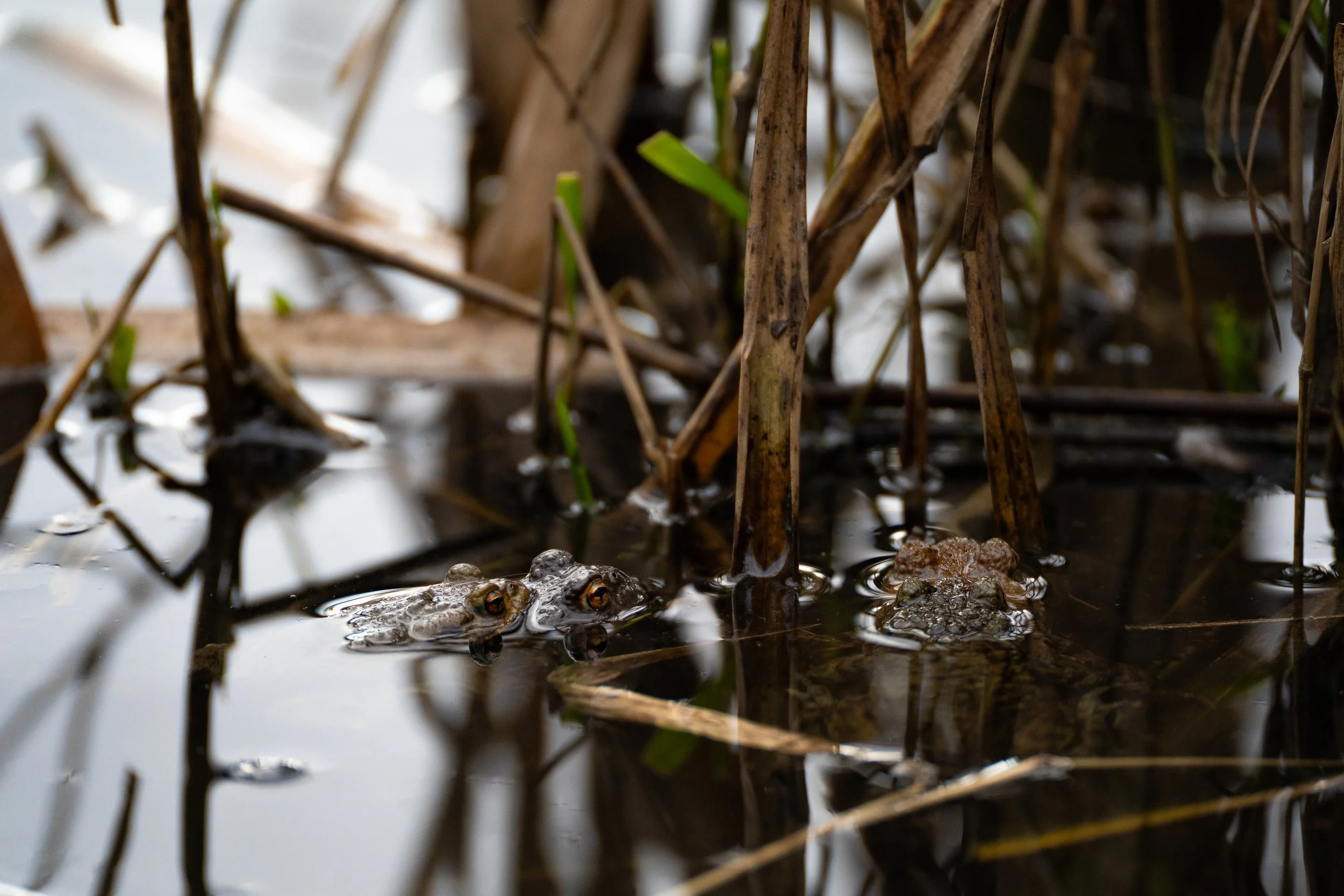 Common Toads Breeding