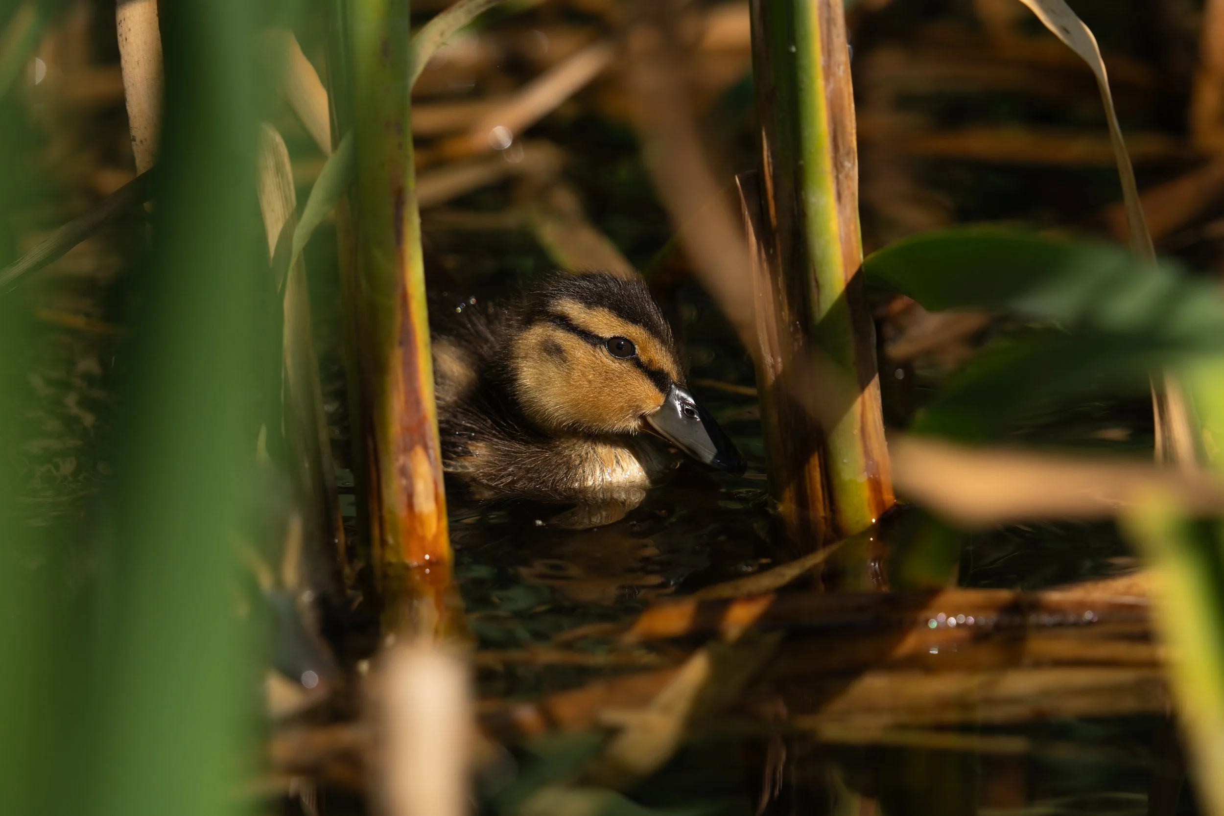 Mallard Duckling