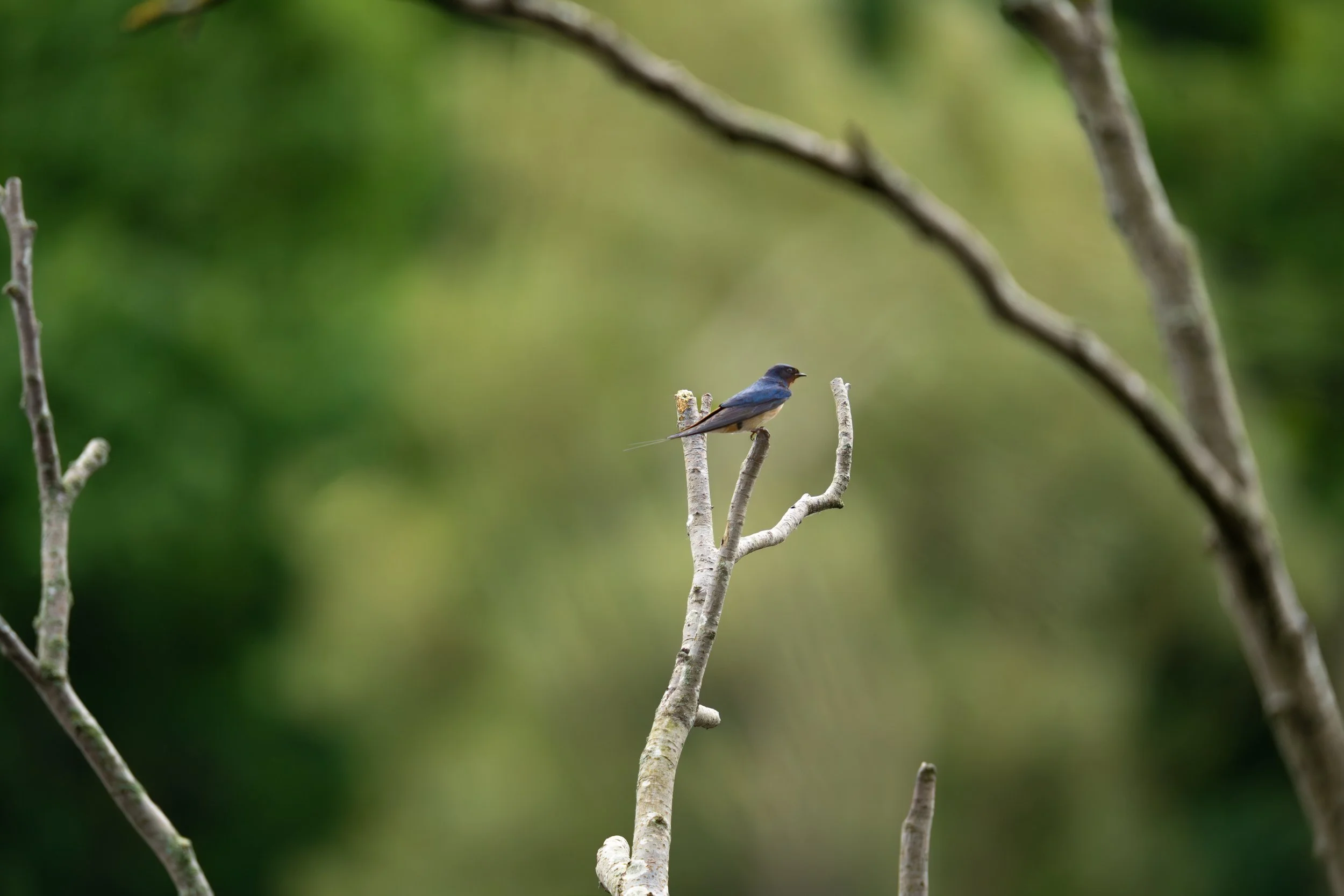 Barn Swallow