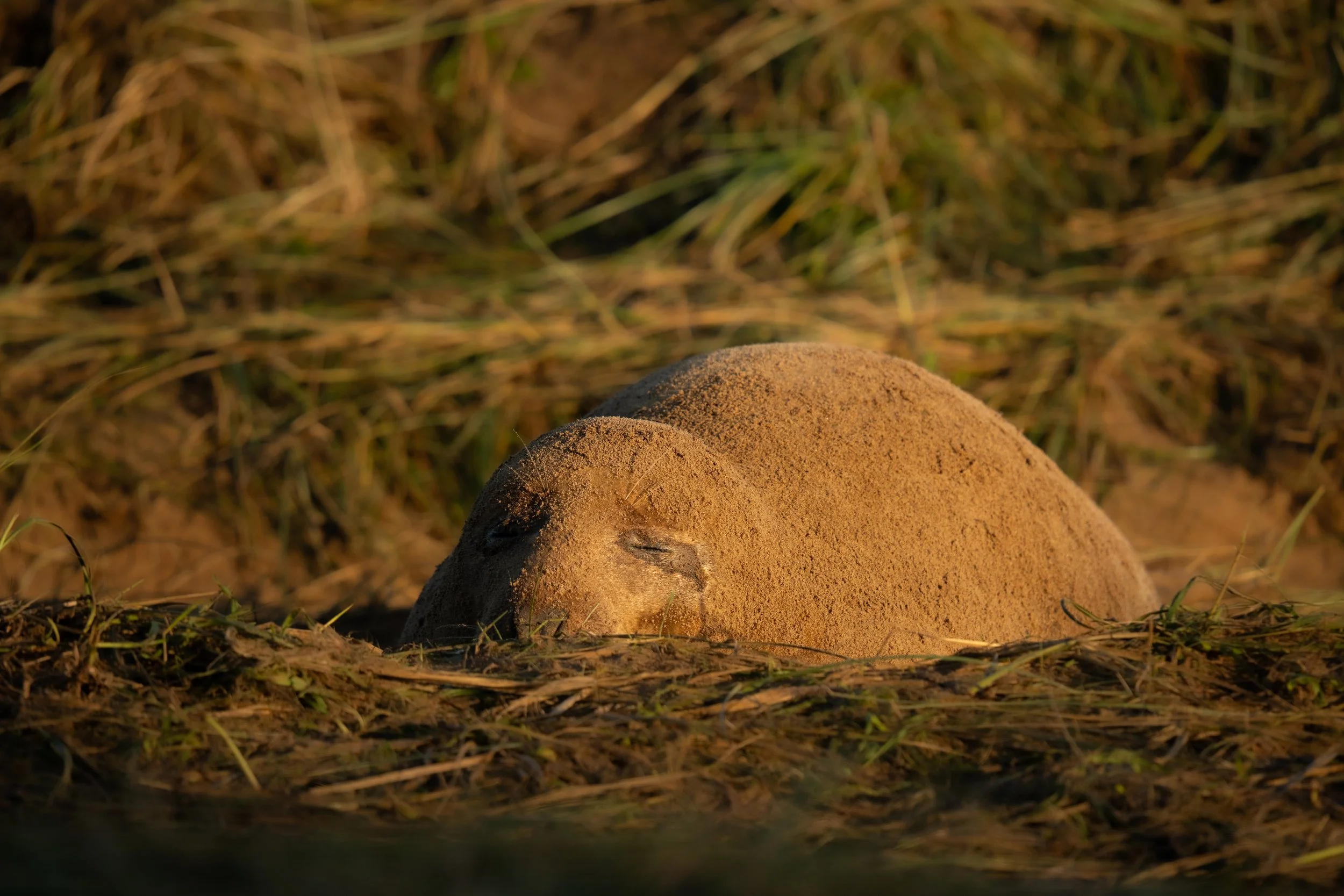 Adult Grey Seal Covered In Sand