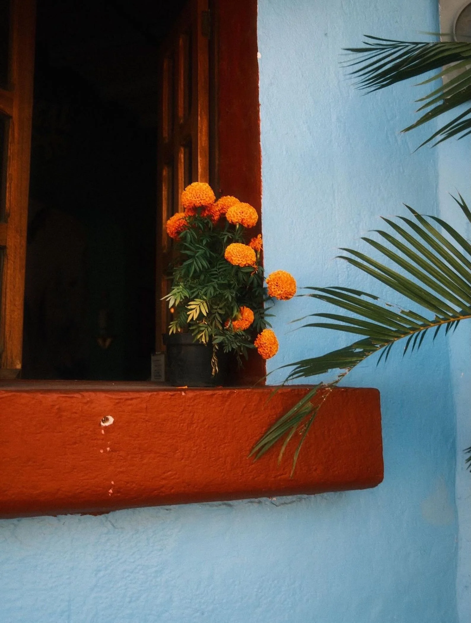 Caribbean color theory.