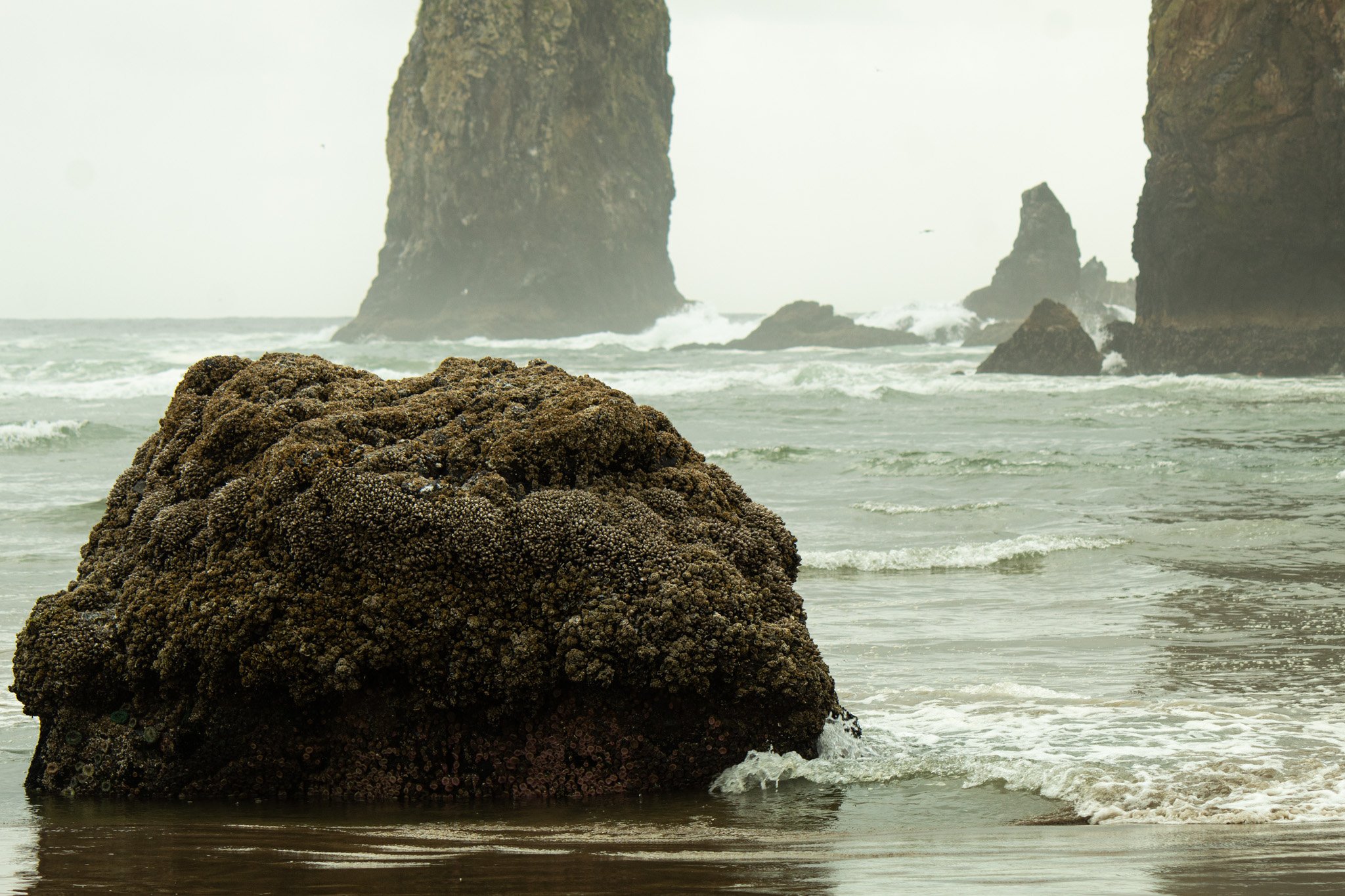 IMG_7980.jpg