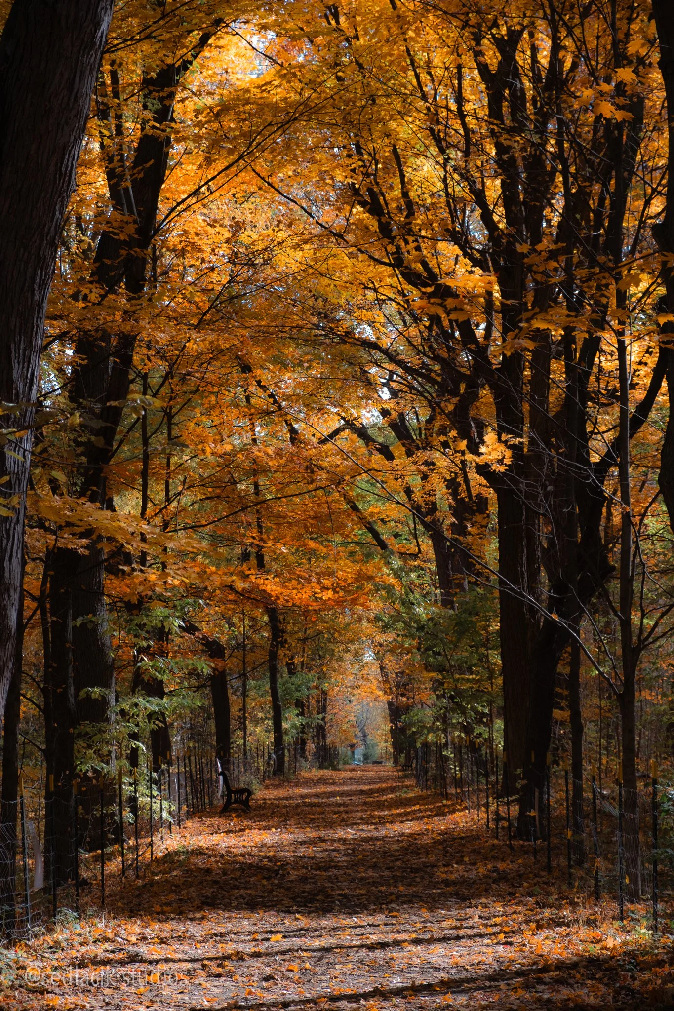 Pause. Breathe. Explore nature's gallery. 