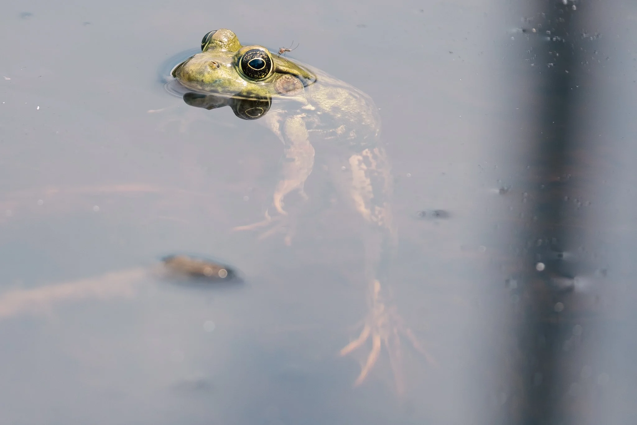 DSCF2398.jpg