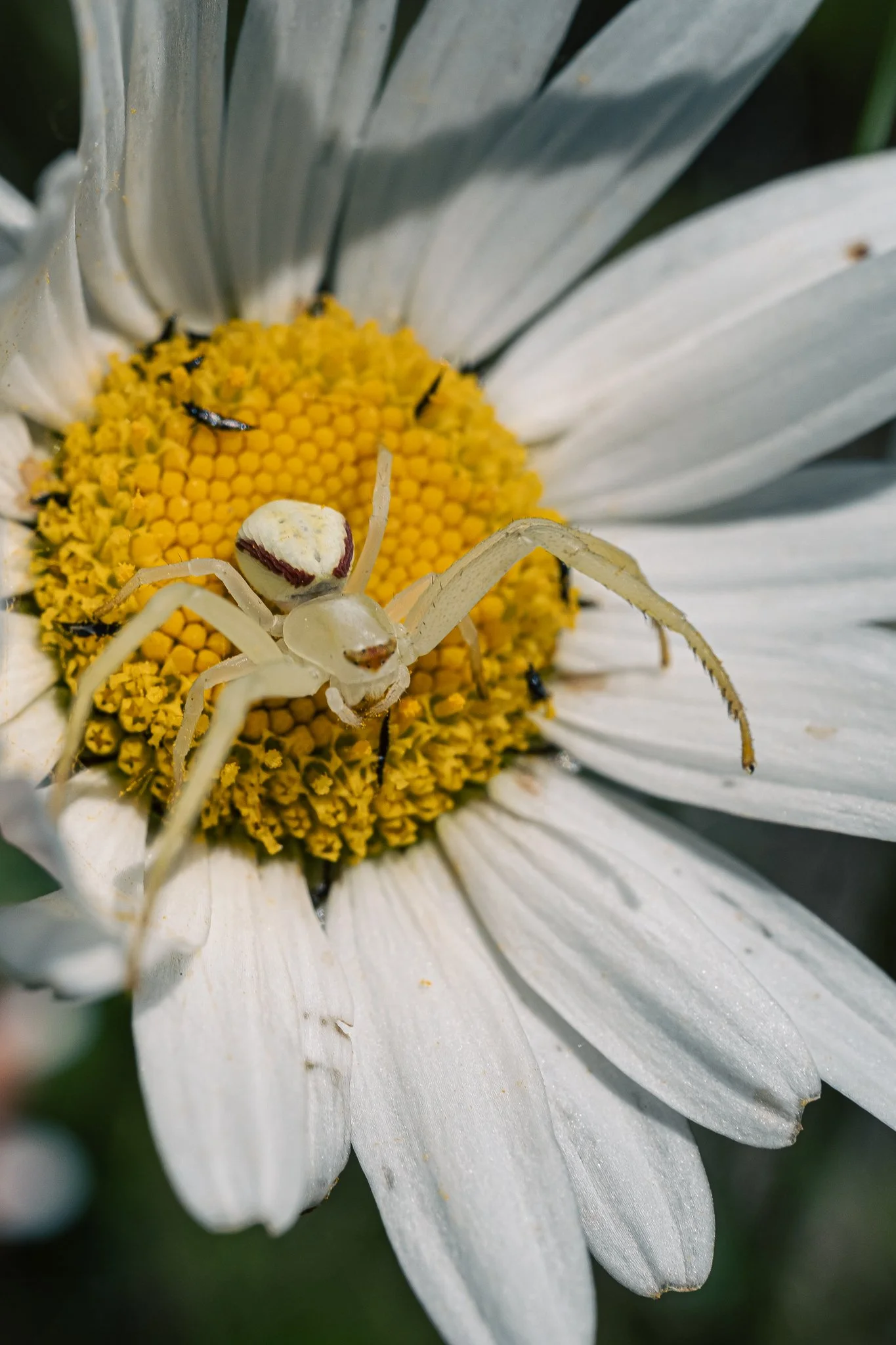 DSCF2418.jpg