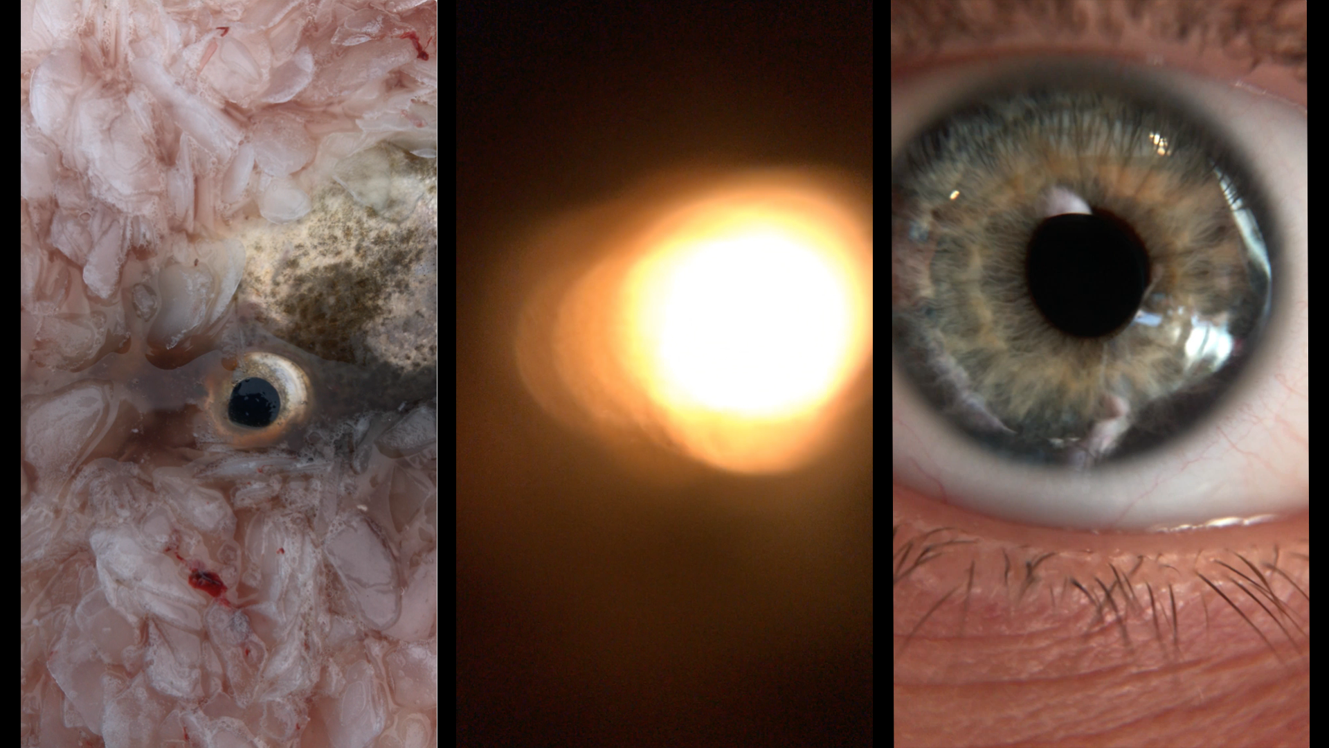 FAFFA_screenpix_03-Eyes.png
