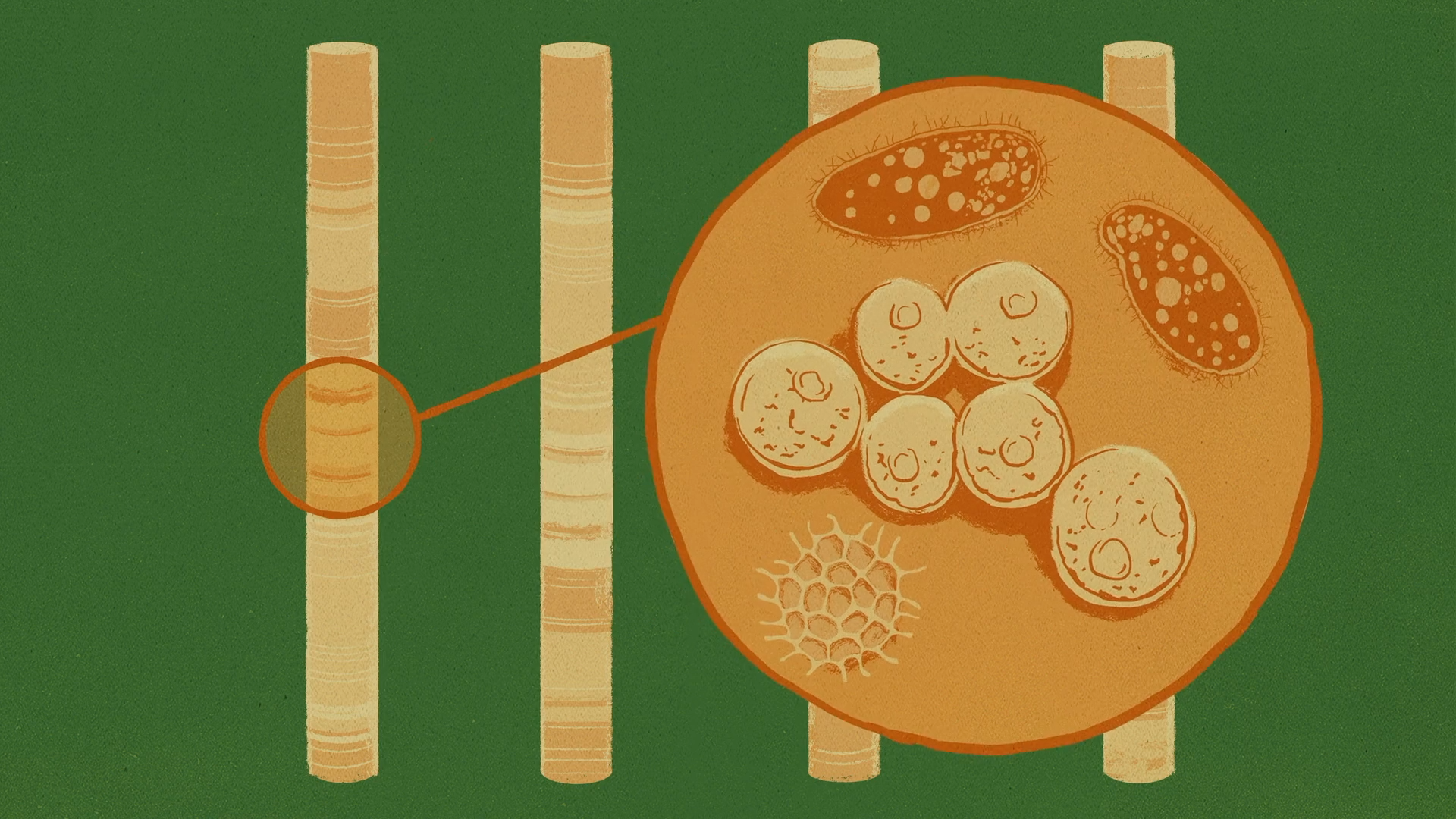 HODNA_Stills_LivePkgSci_014.png