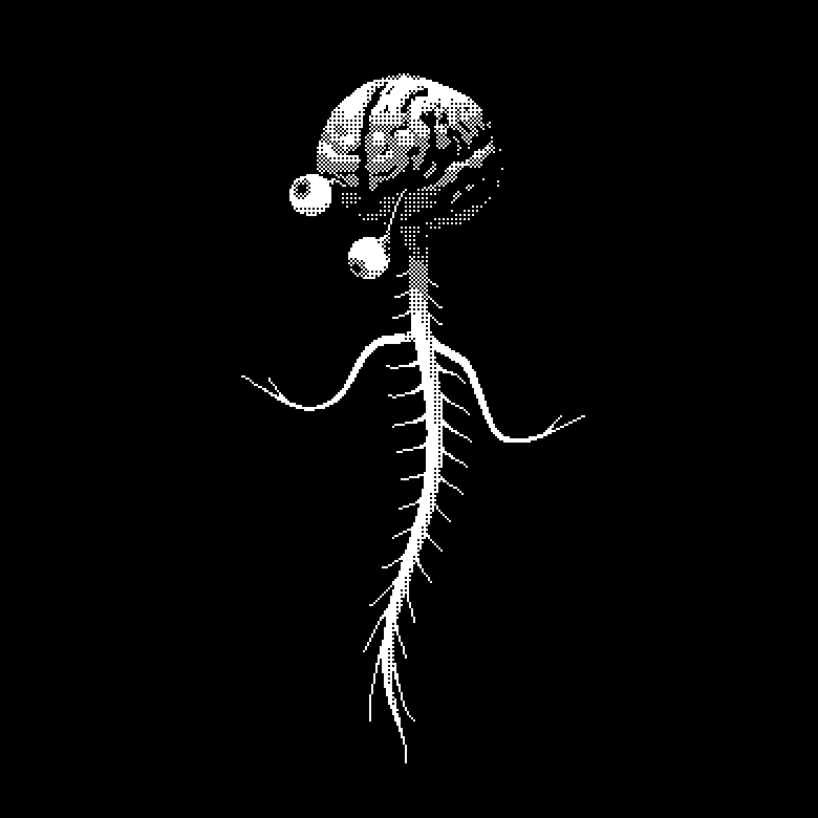 nervous_system_1170px.gif