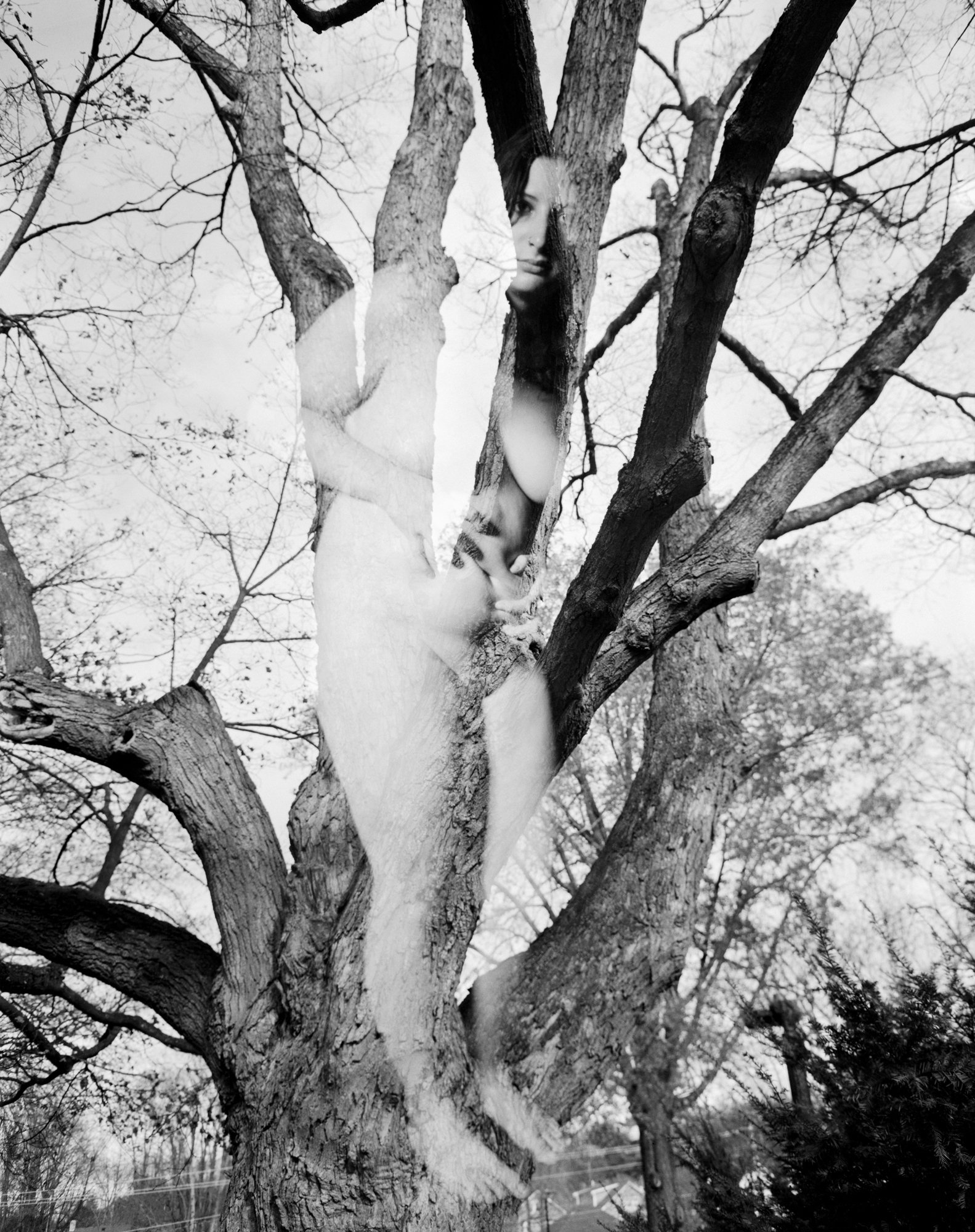 tree-1 copy.jpg