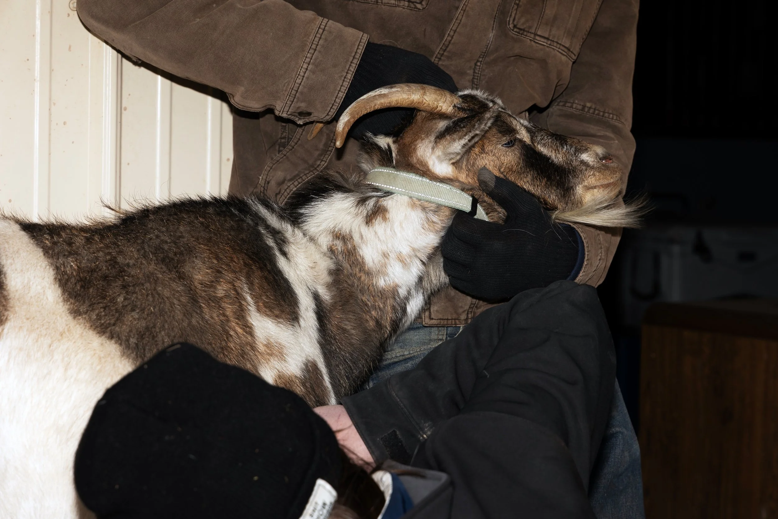 goat4.jpg