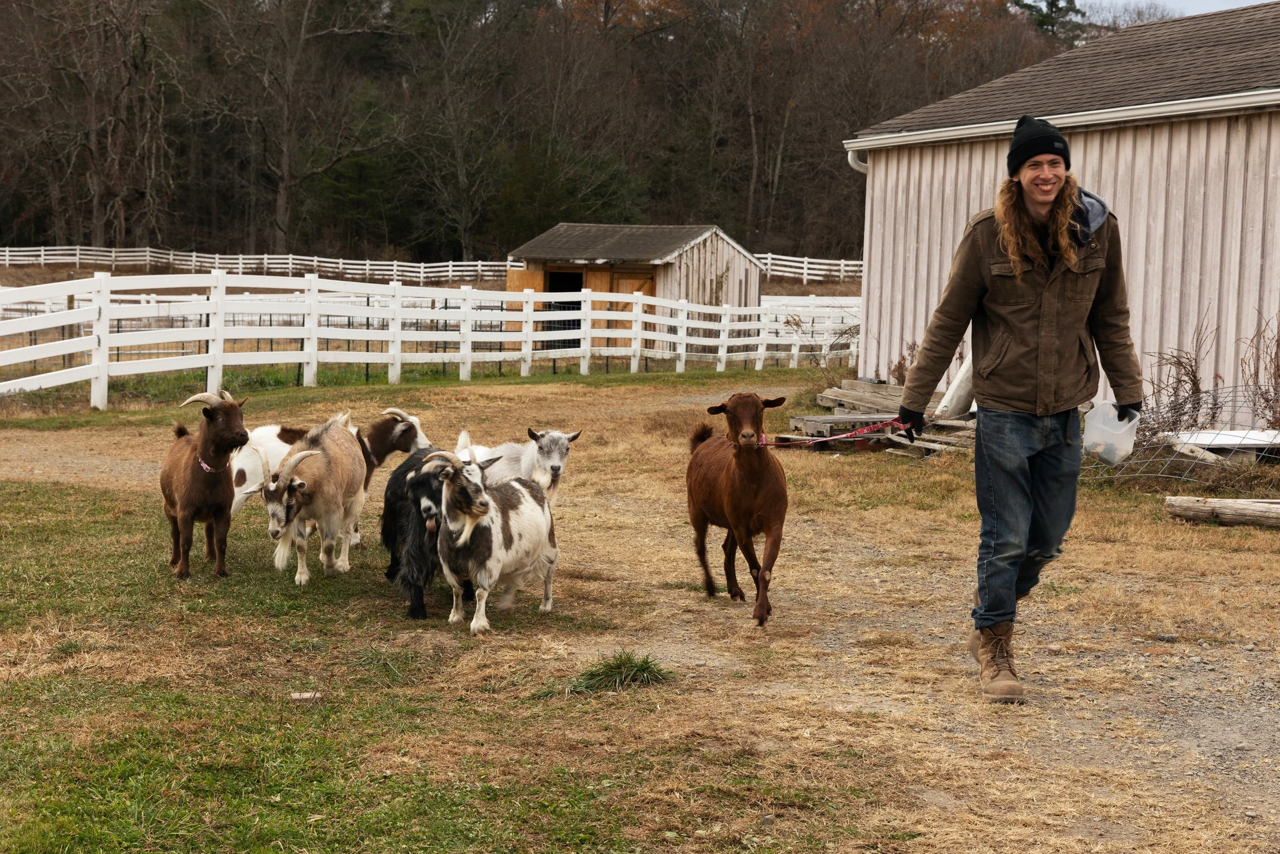 goatss.jpg