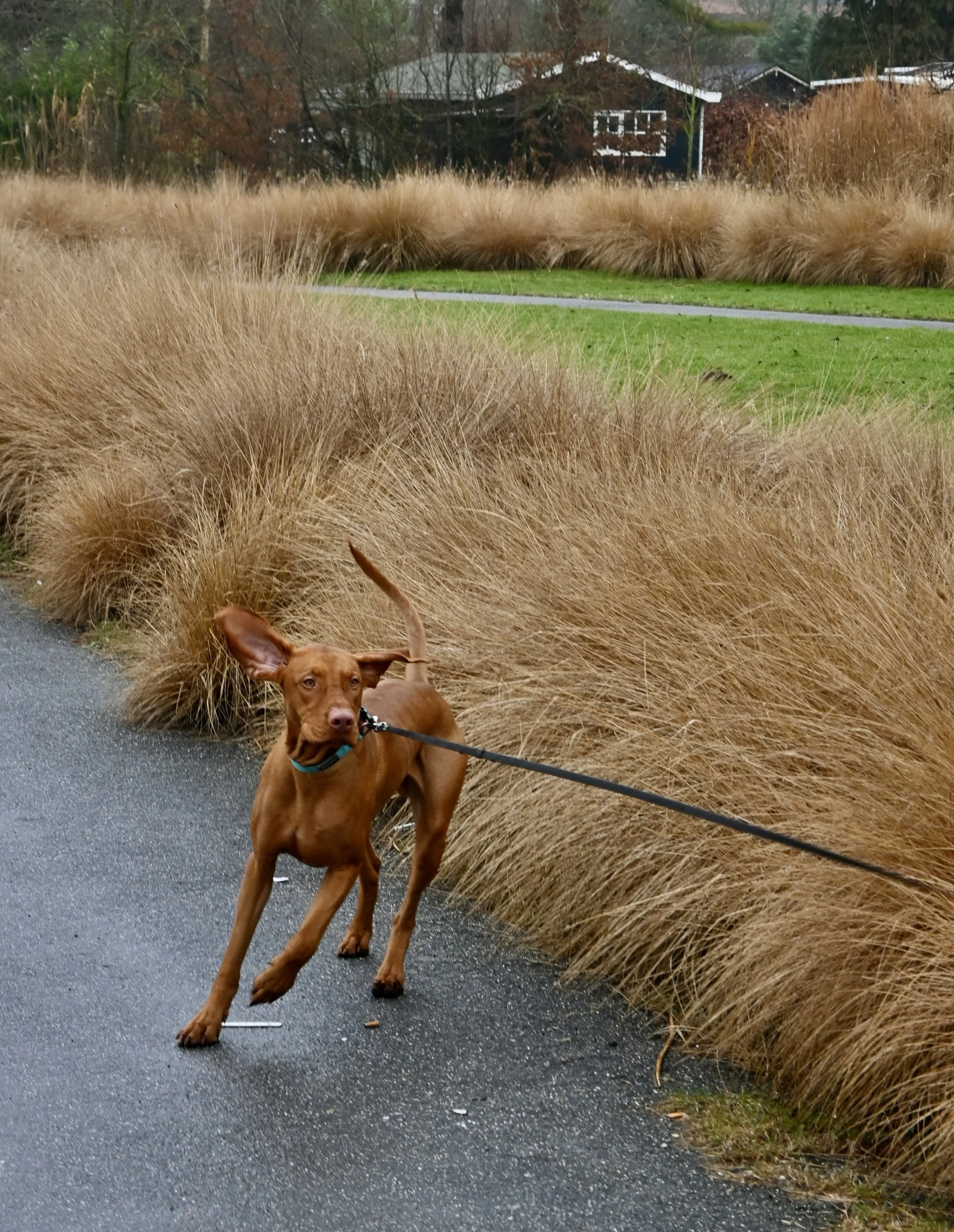 DSC_0637.JPG
