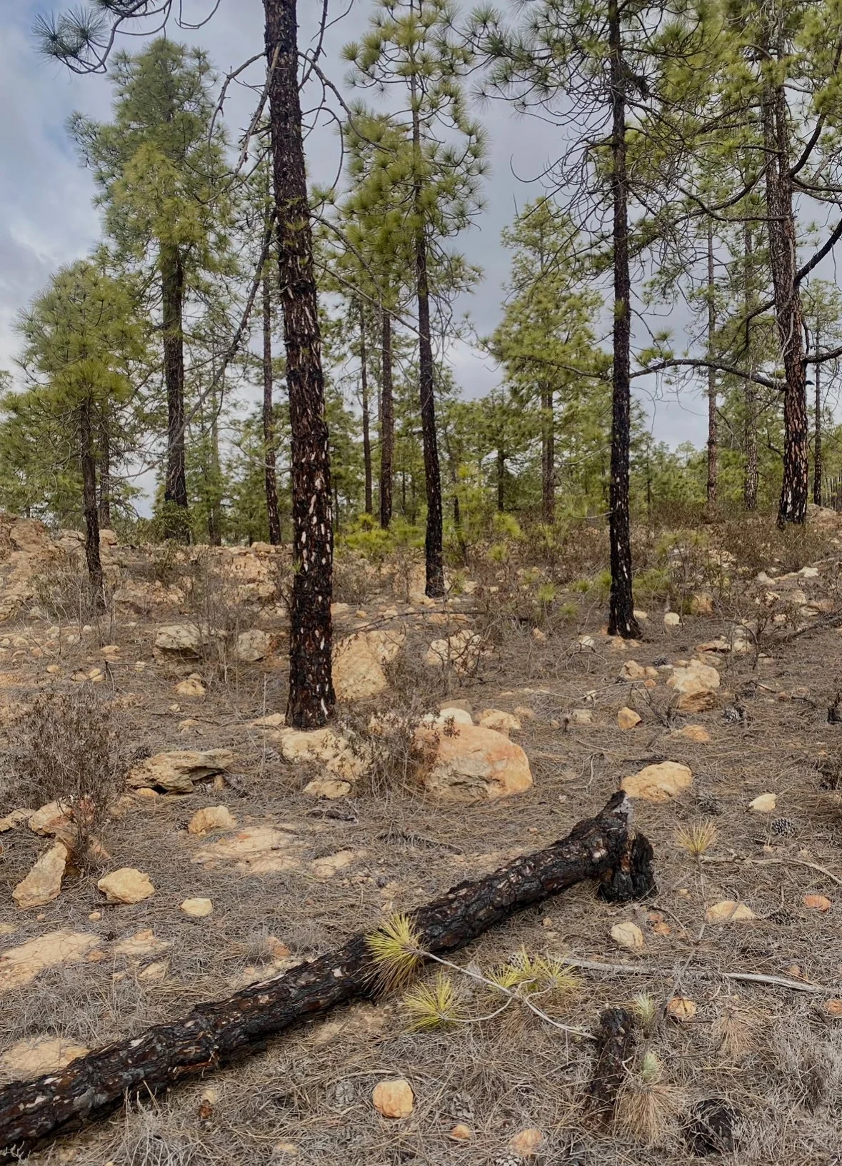 Burnt ground regenerating