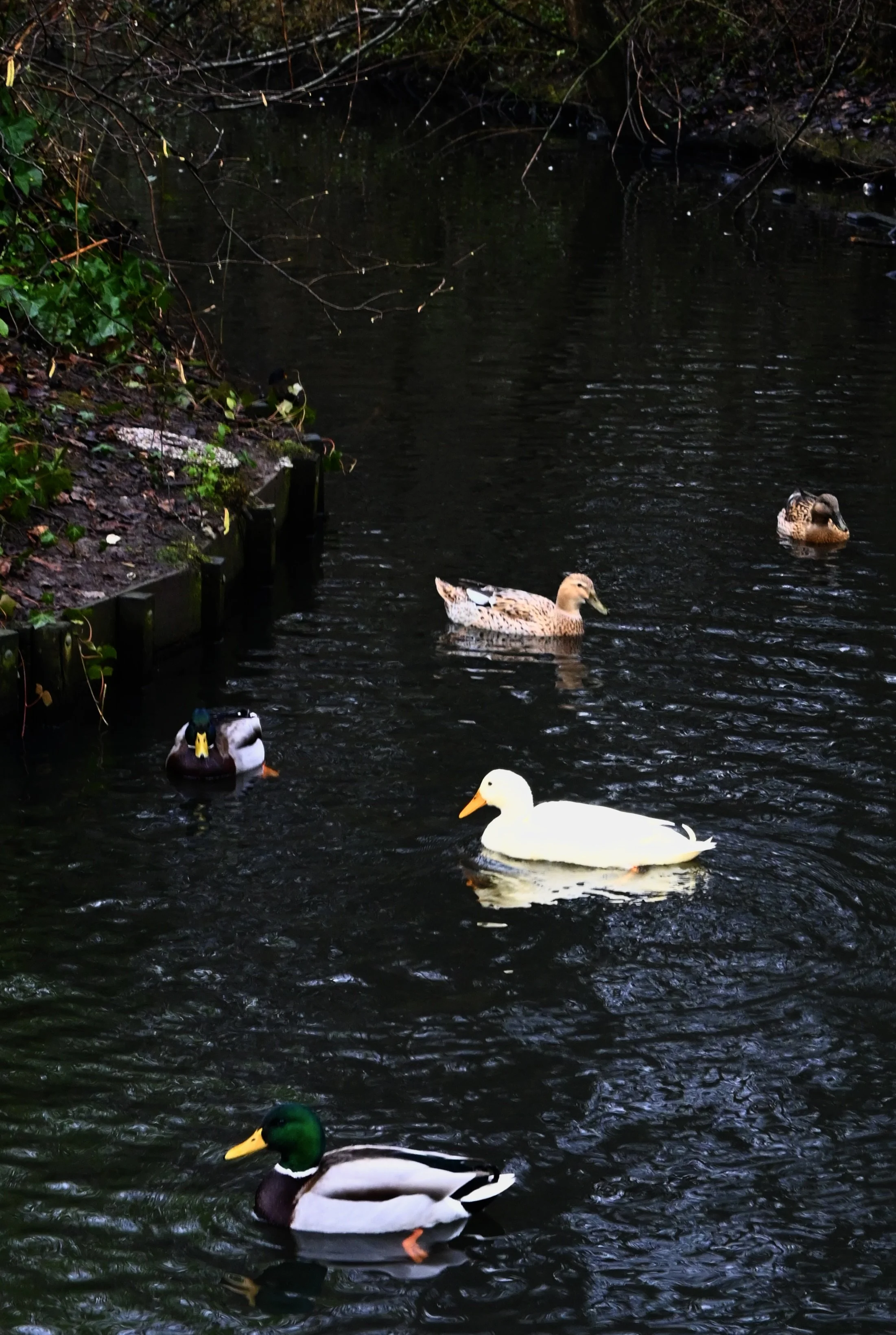 DSC_0631.JPG