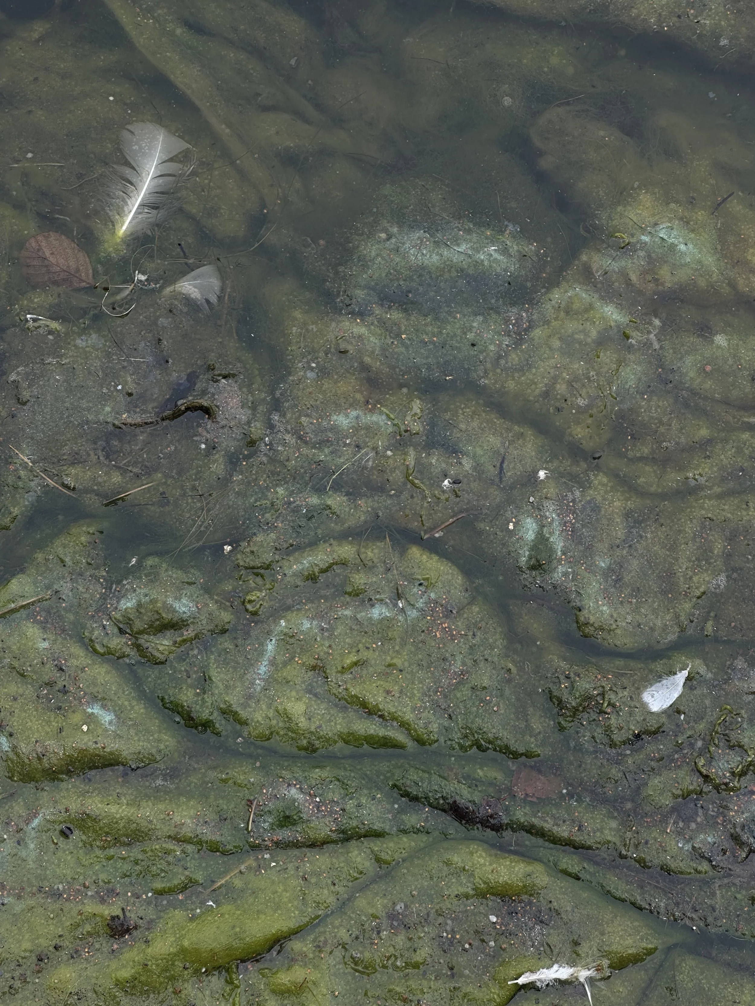 Seaweed raft