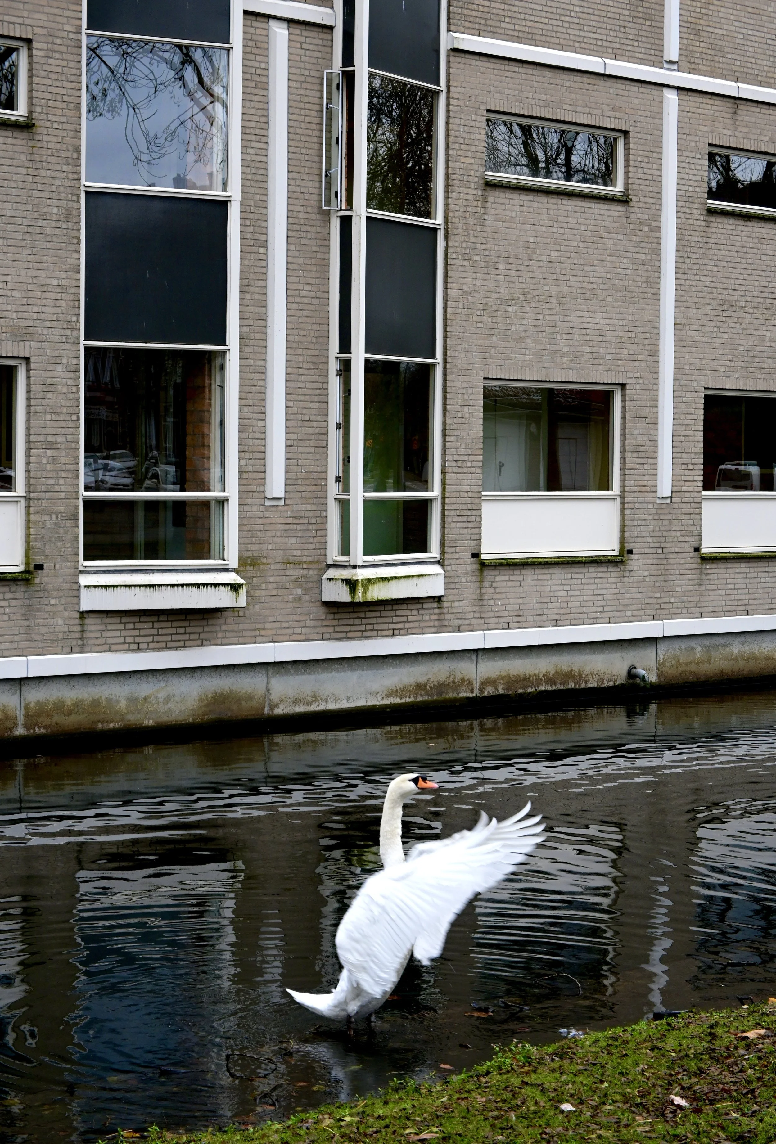 A white swan on dark surface