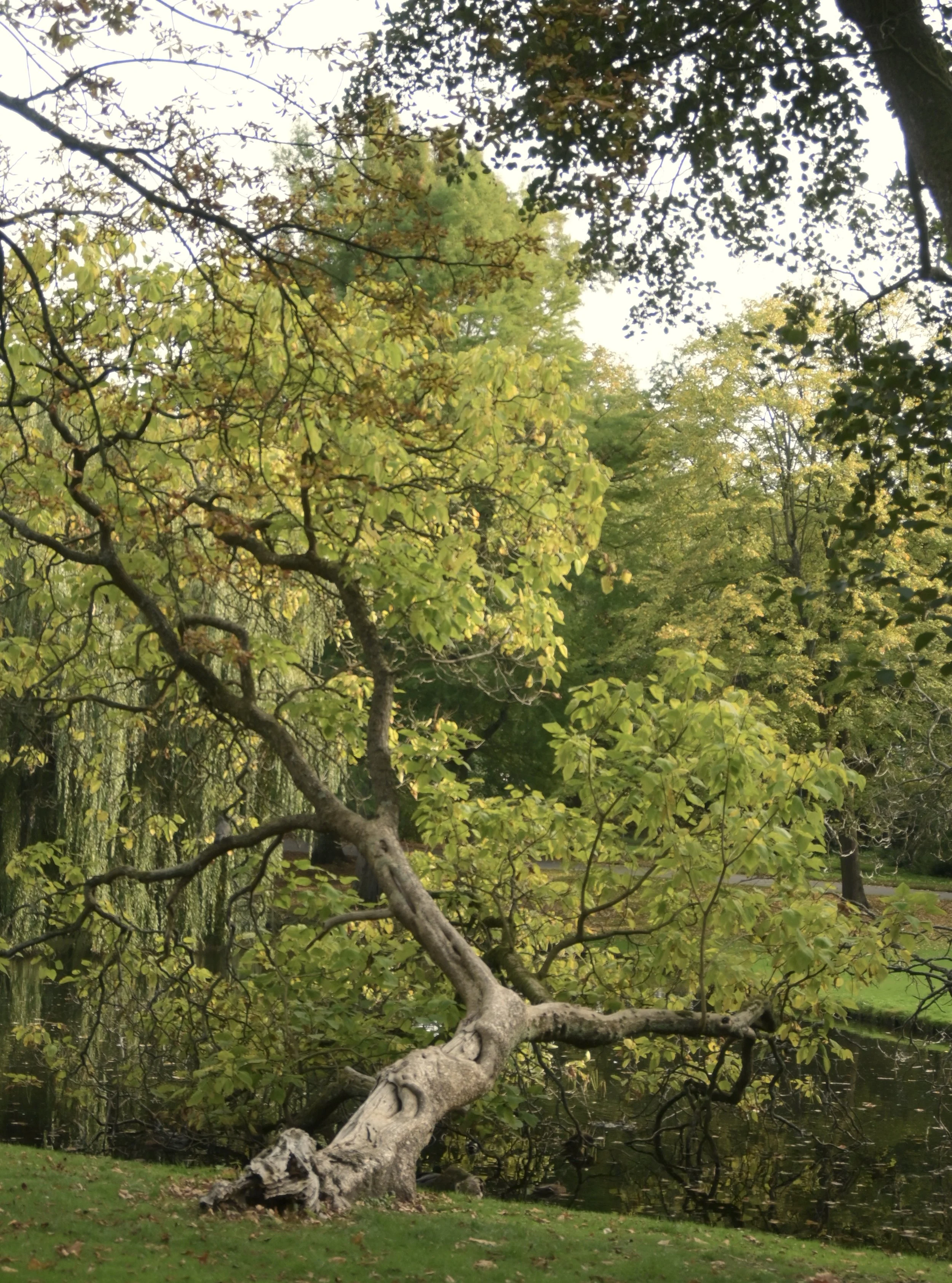 DSC_0244.JPG