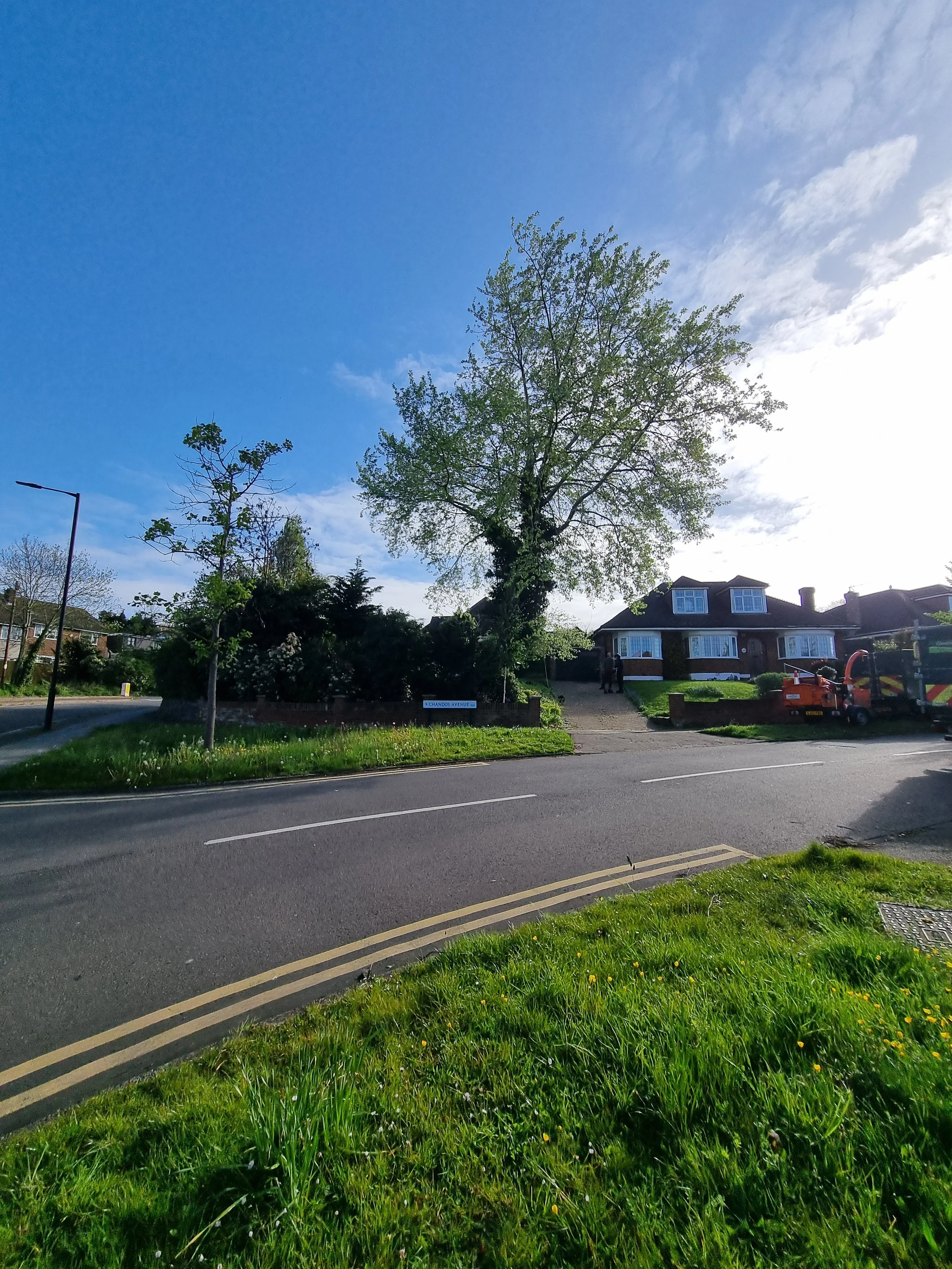 Tree removal Enfield before.jpg