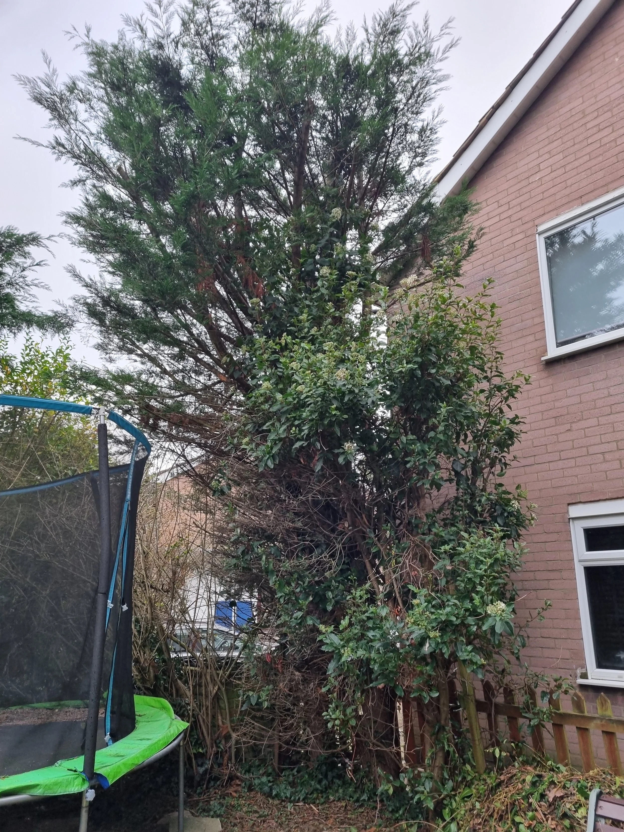 Tree removal Barnet before.jpg