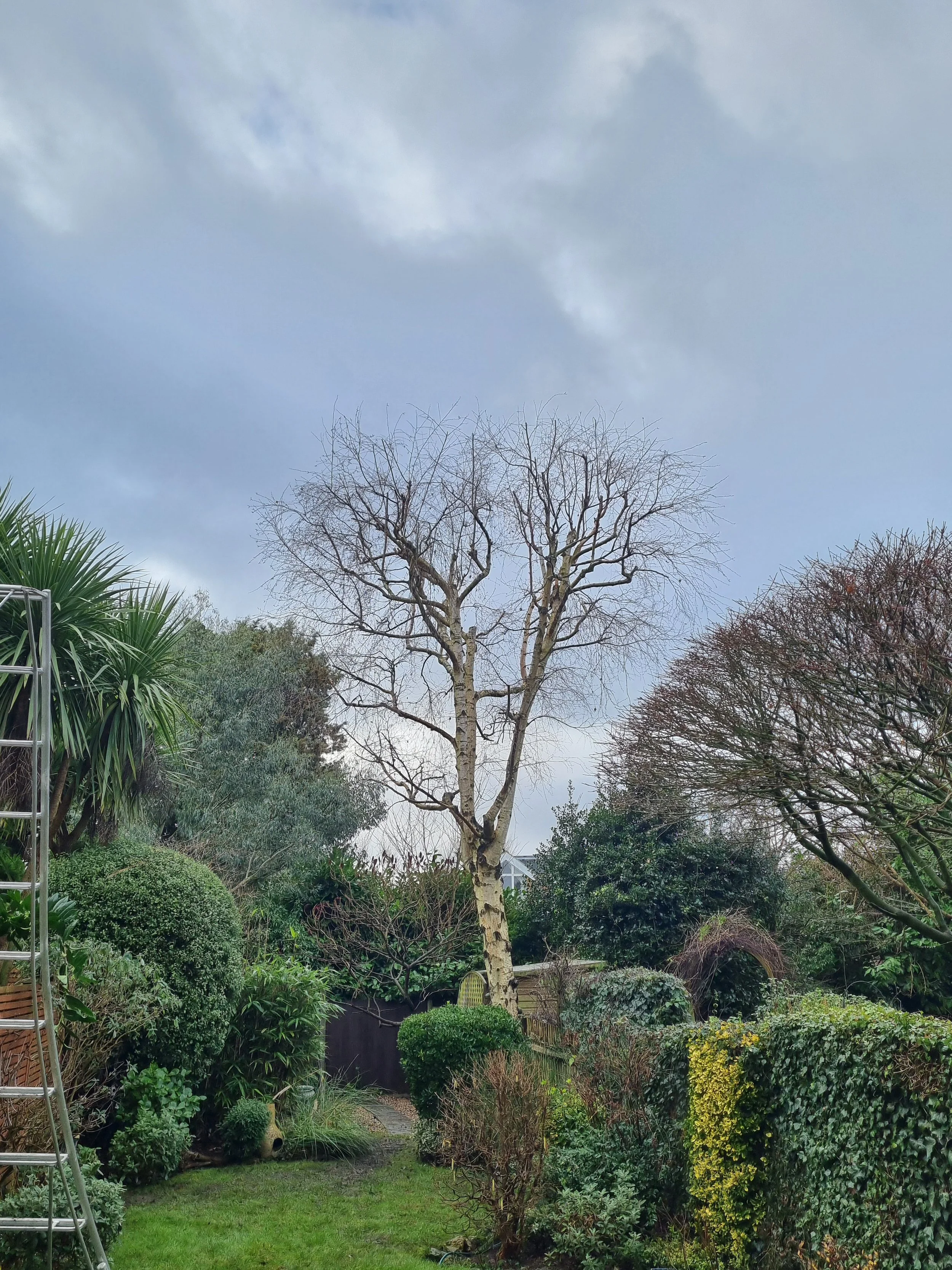 Crown reduction Barnet after.jpg
