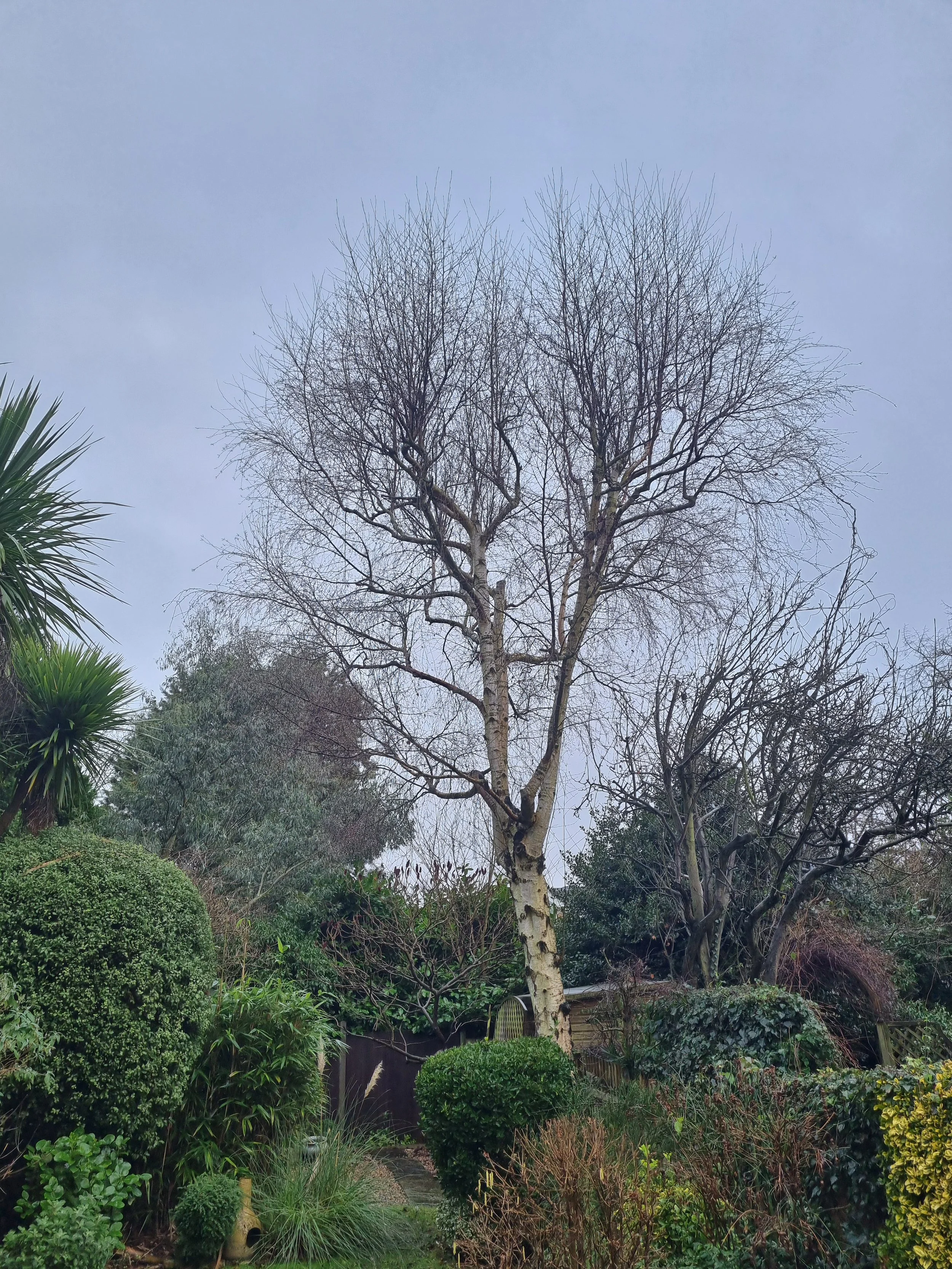 Crown reduction Barnet before.jpg