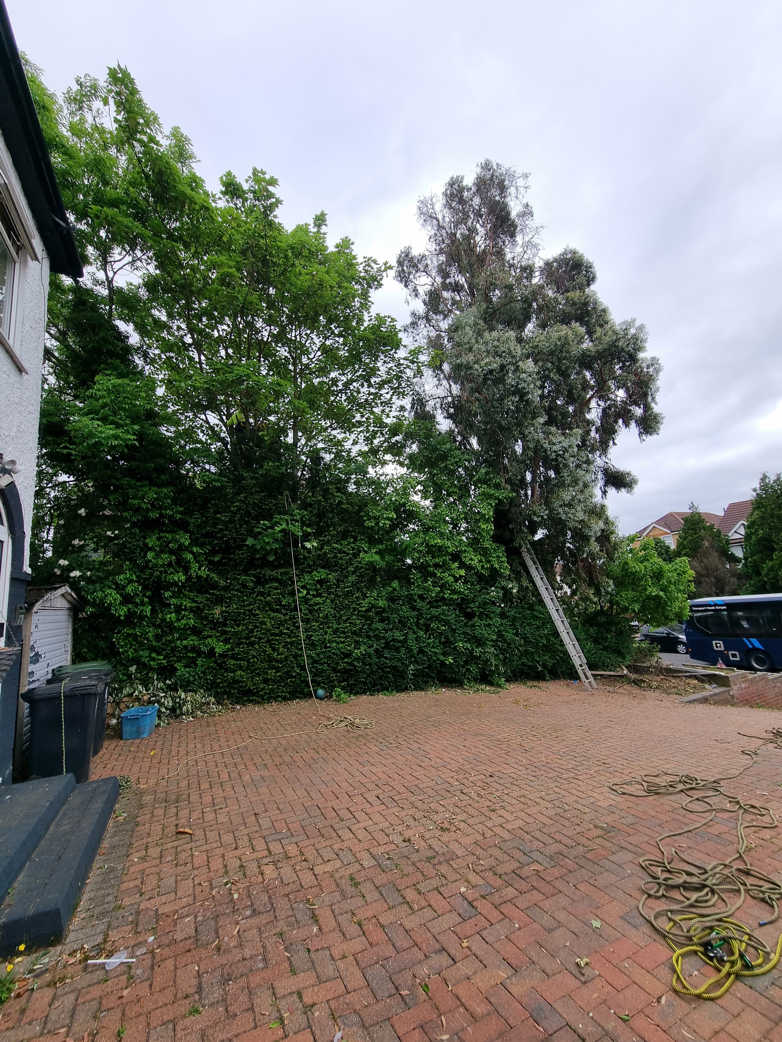Tree removal waltham abbey before1.jpg