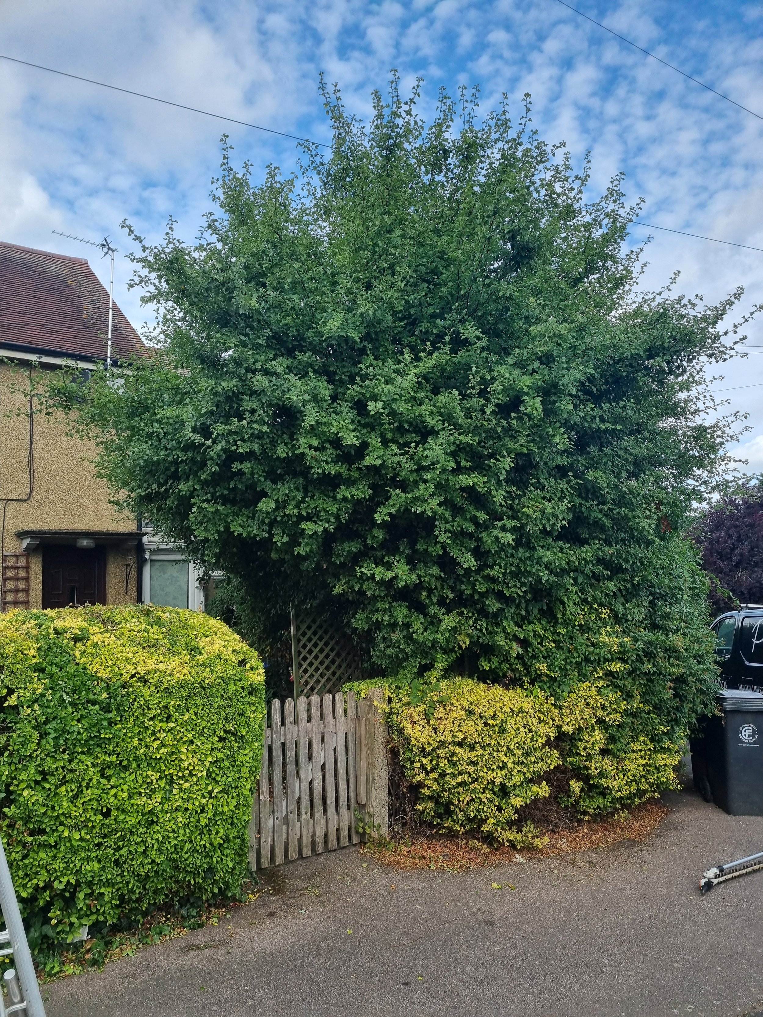 Crown reduction waltham abbey.jpg