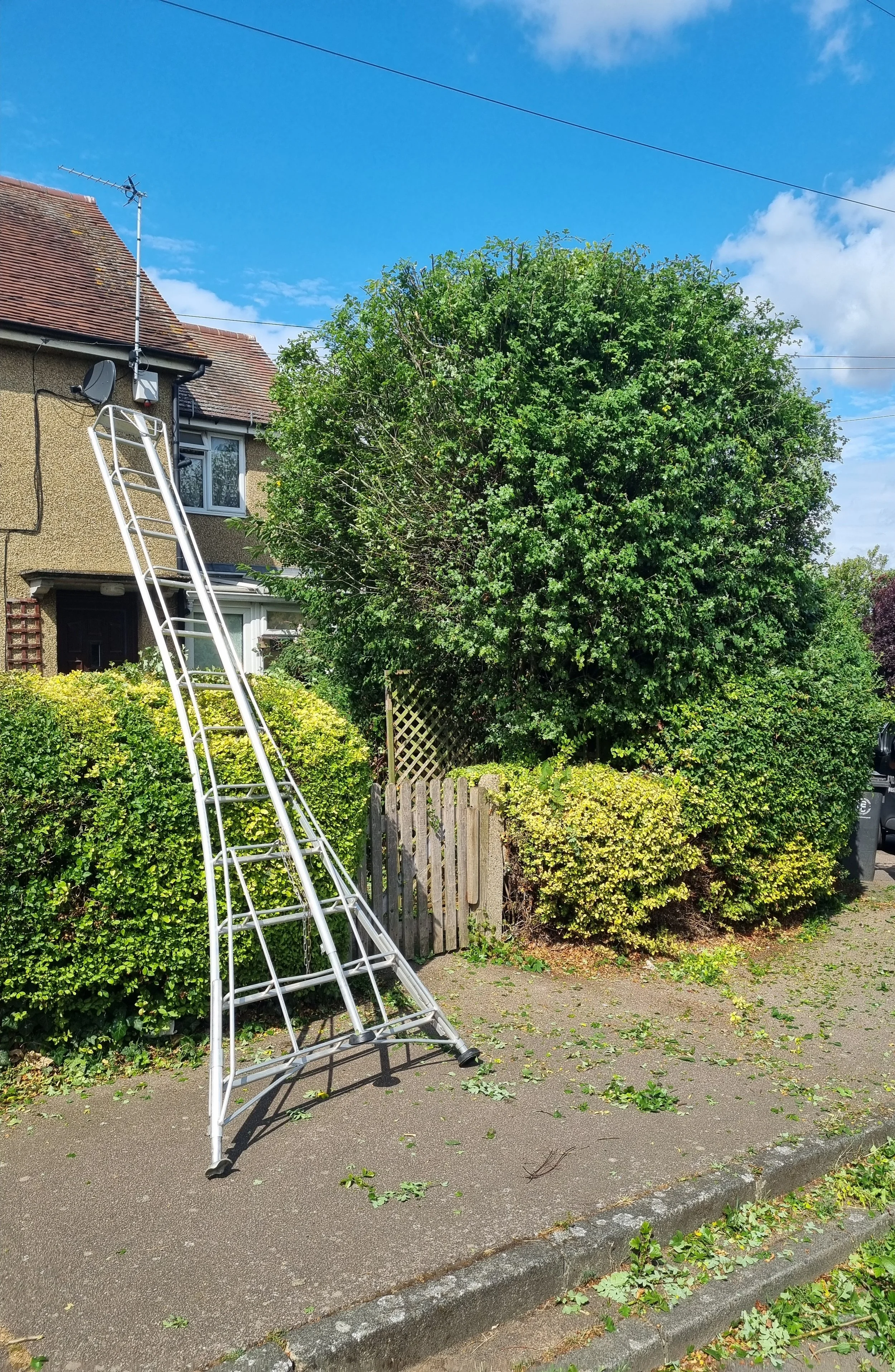 Crown reduction waltham abbey after.jpg