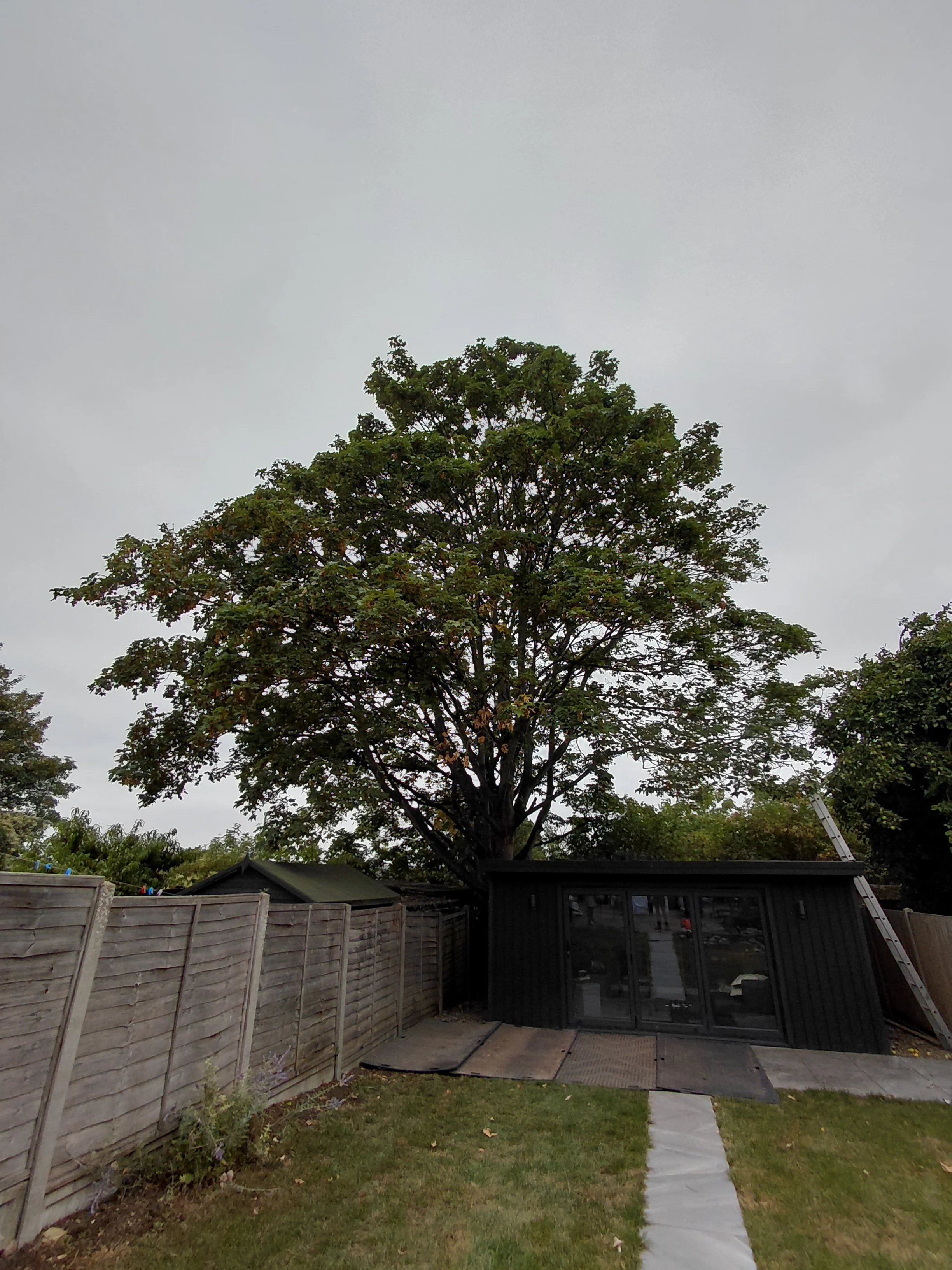 Tree removal waltham abbey before.jpg