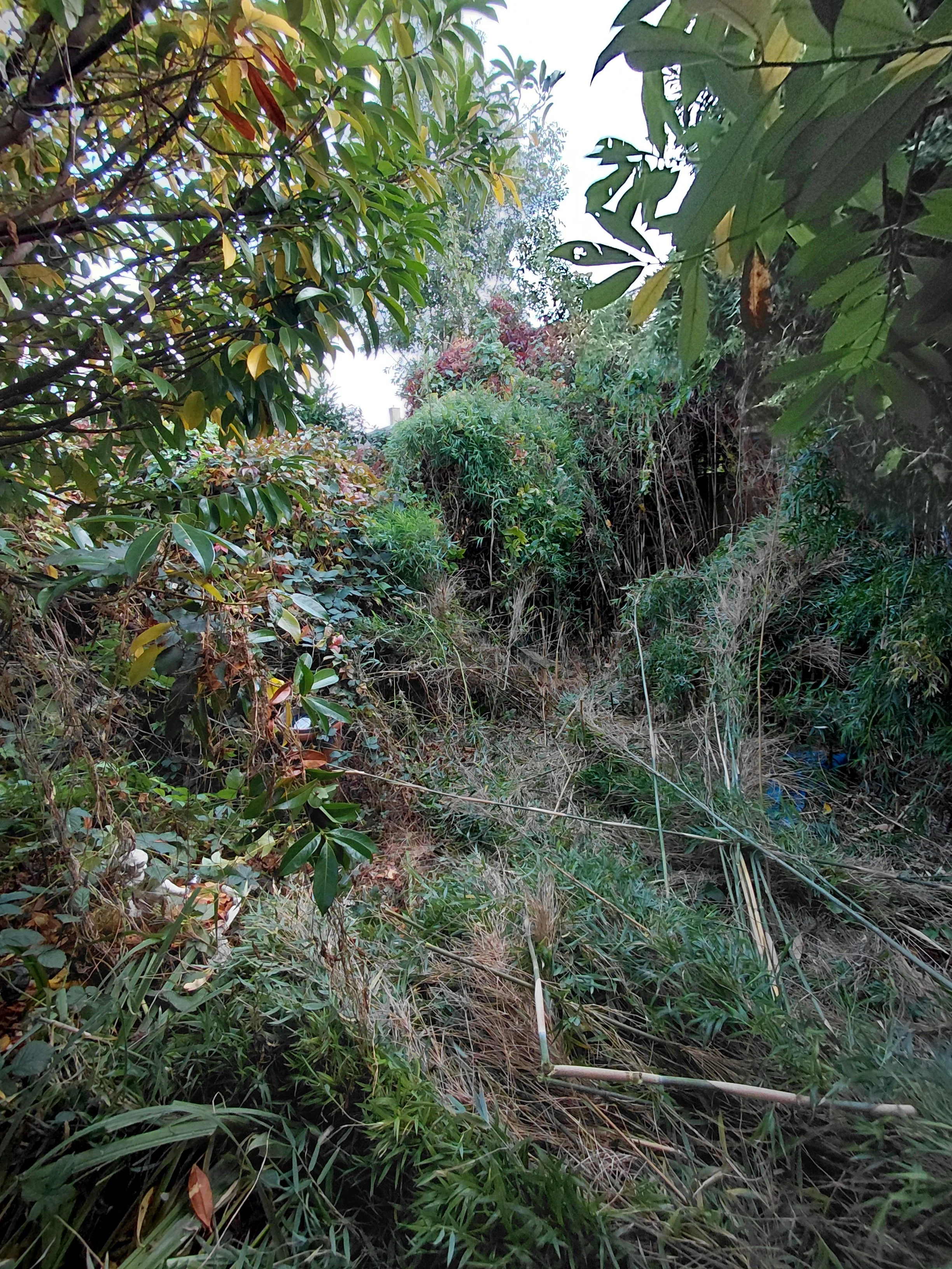 Garden clearance cheshunt before.jpg