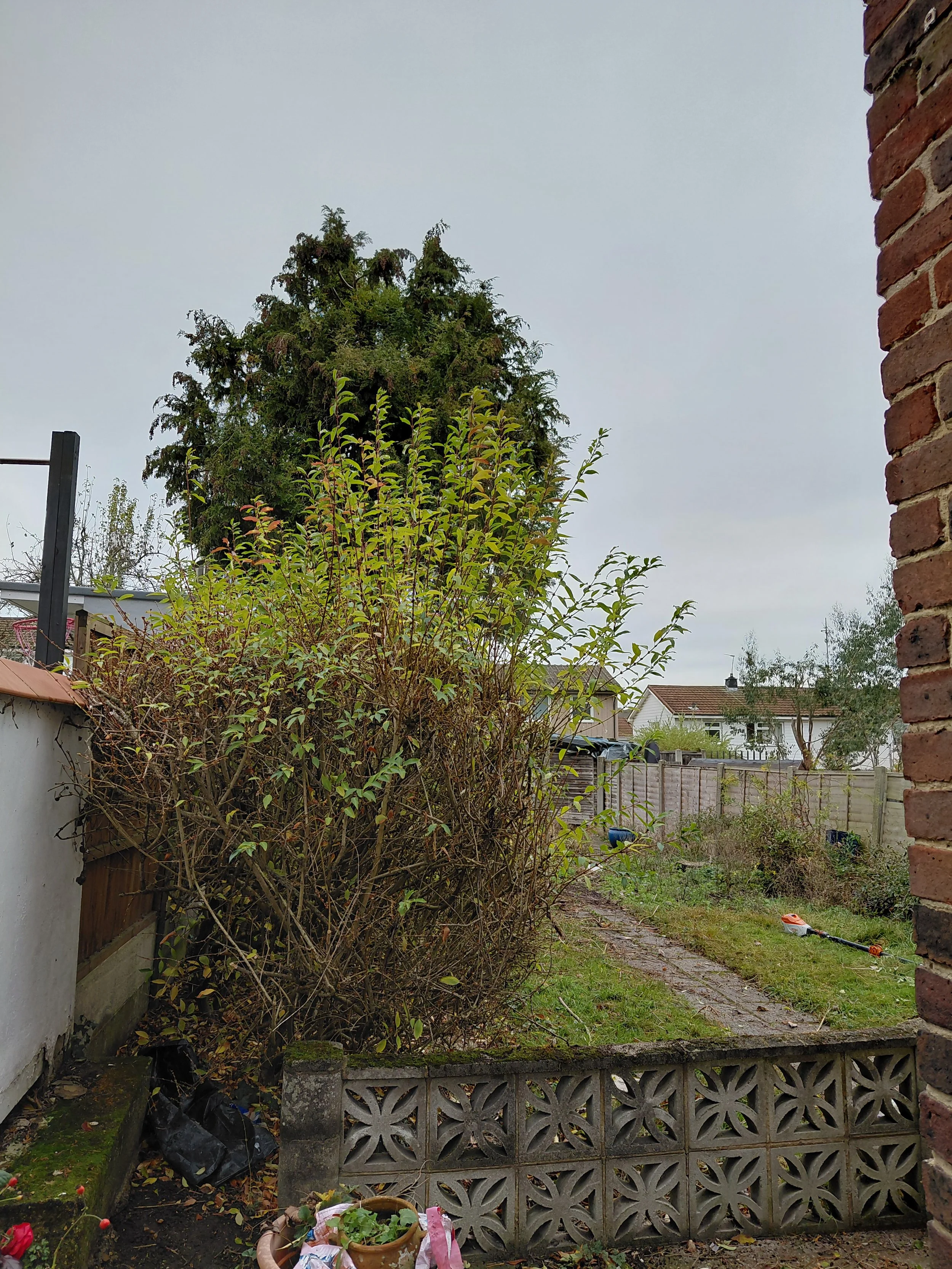 Garden clearance Loughton before.jpg