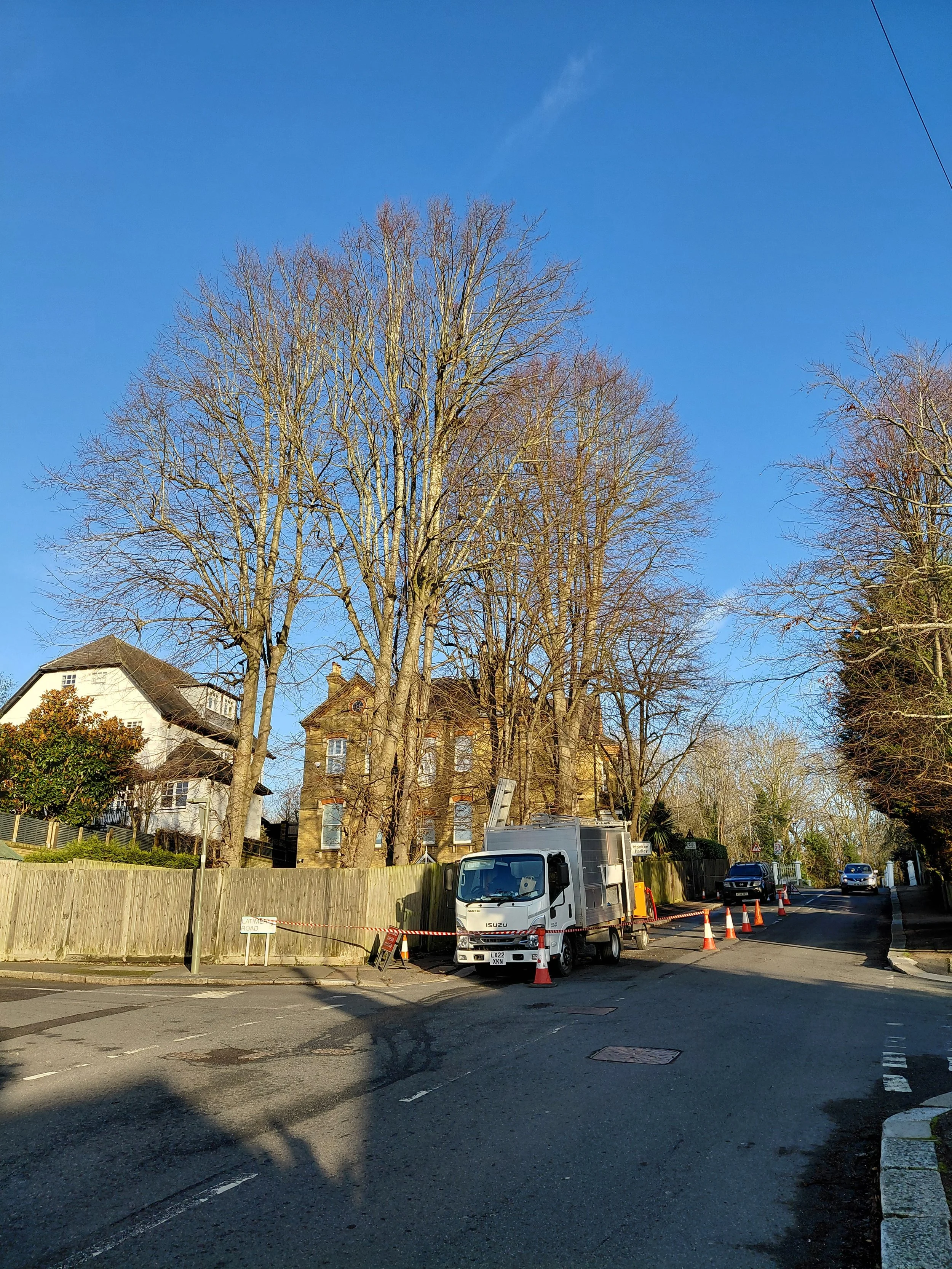 Tree pollarding hadley wood before.jpg