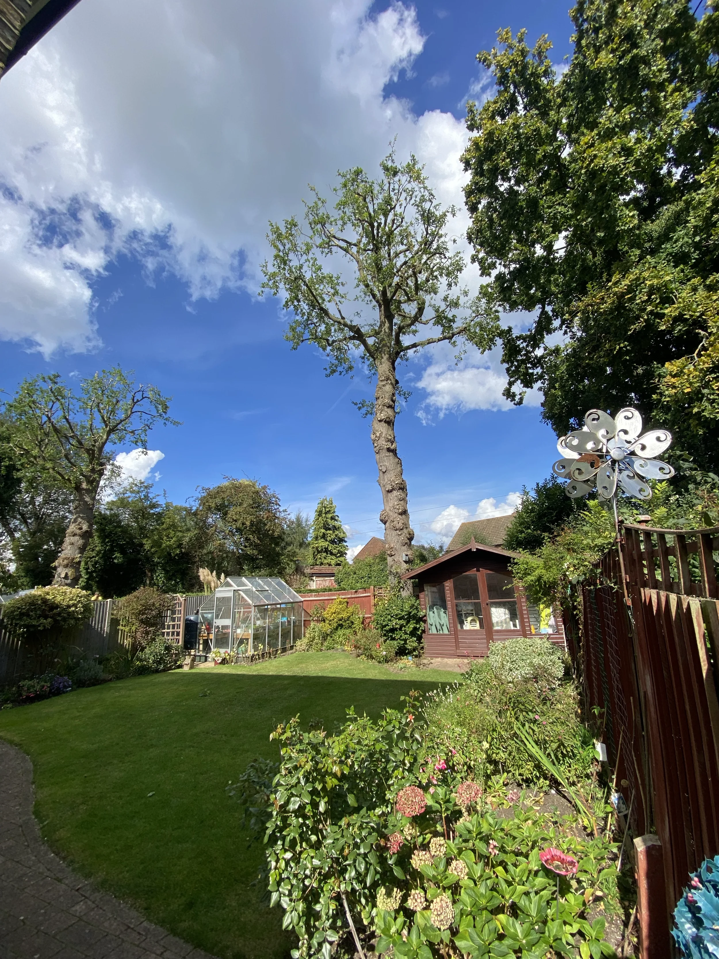 Tall Tree 2.webp