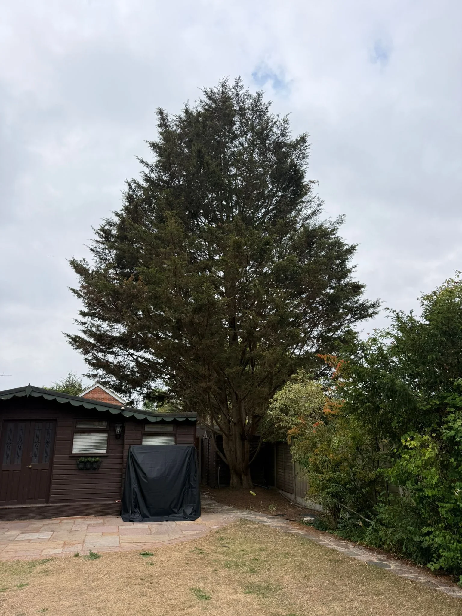 JH Top of the tree 1.webp