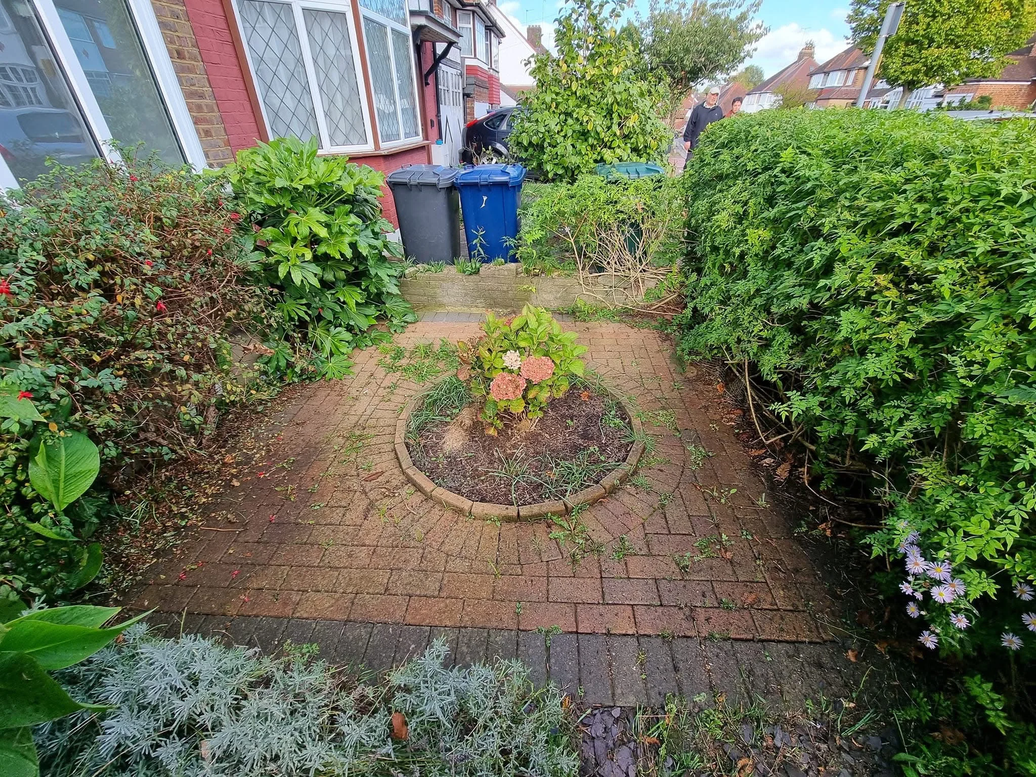 Garden Weeds.webp