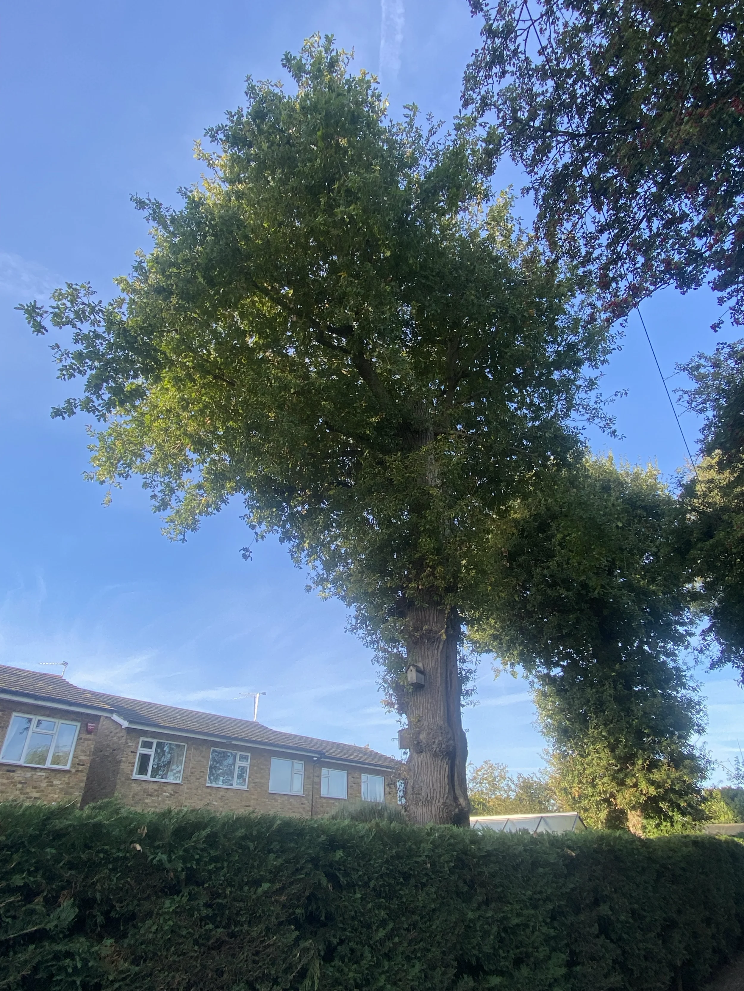 Tall Tree 1.webp