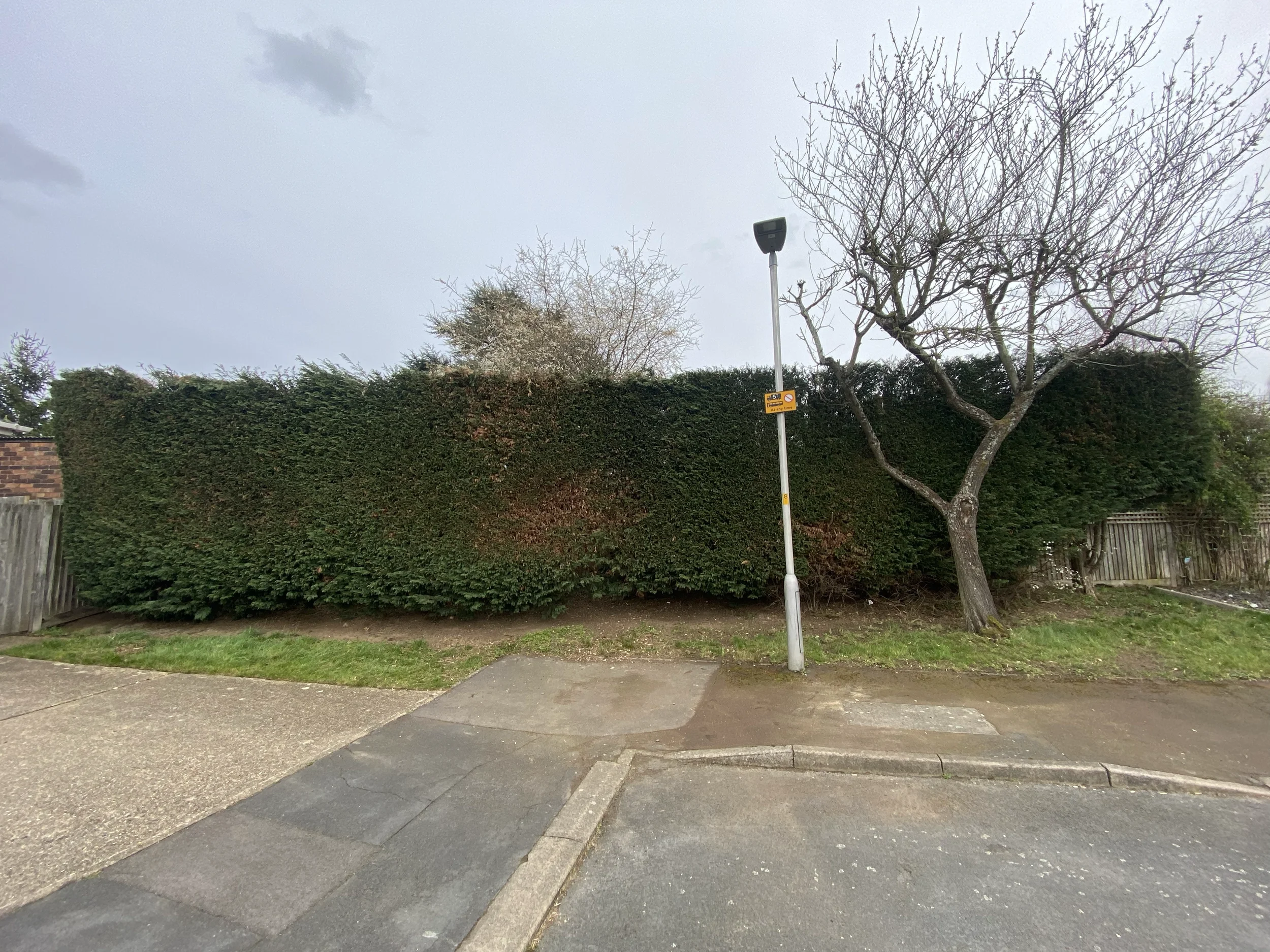 Hedge Trim.webp