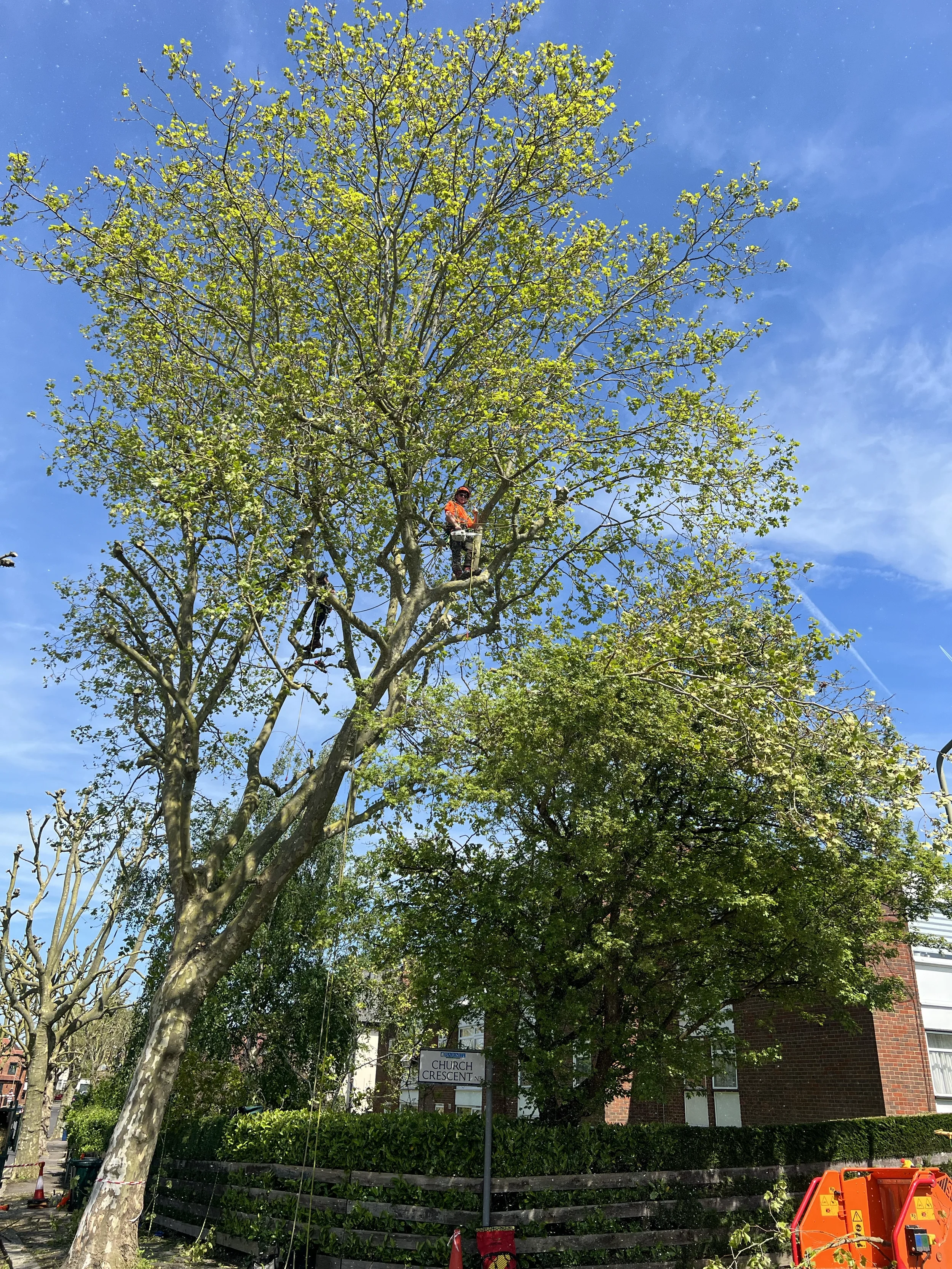 JH Large Tree.webp