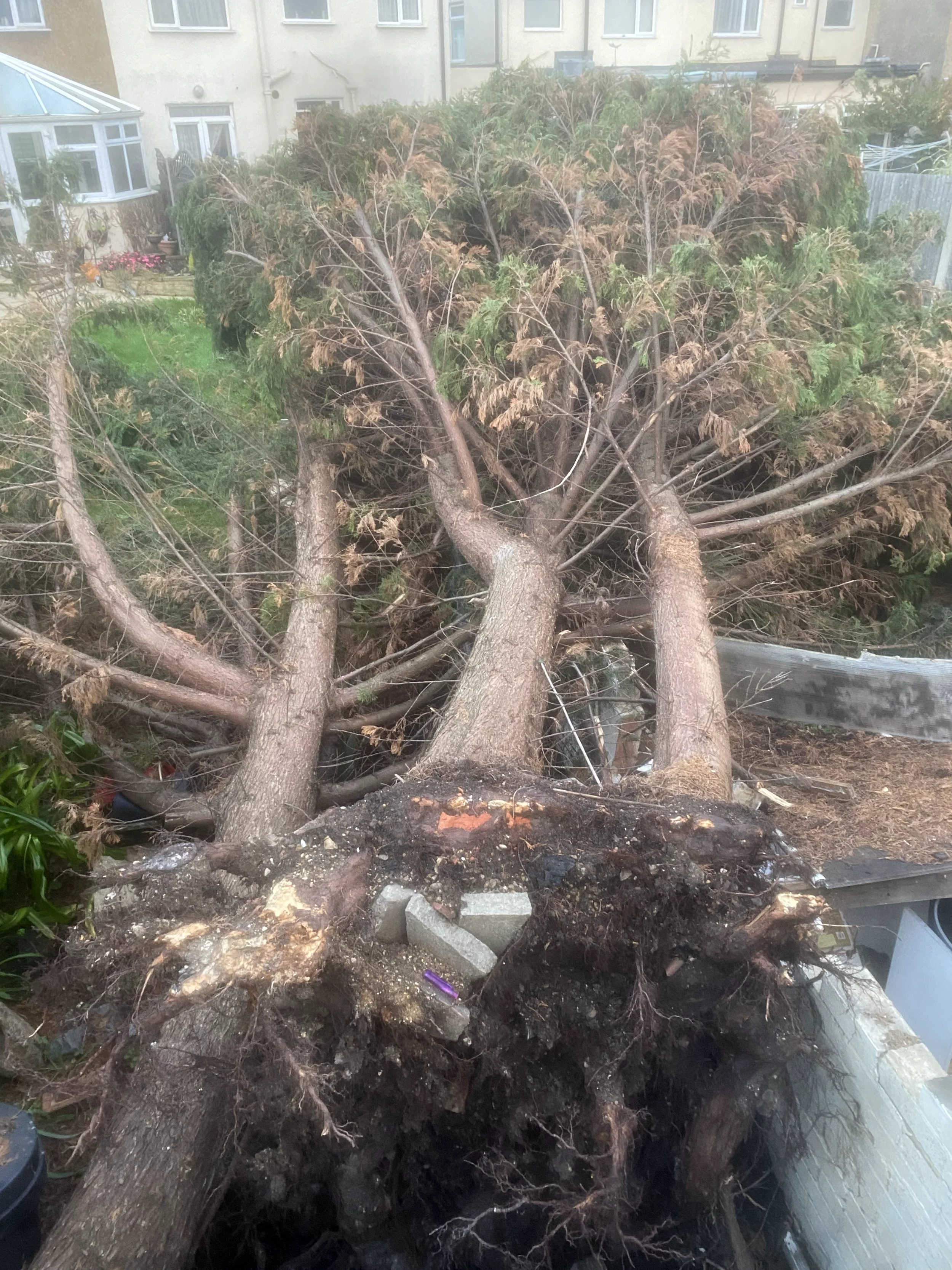 Fallen Tree Emergancy.webp