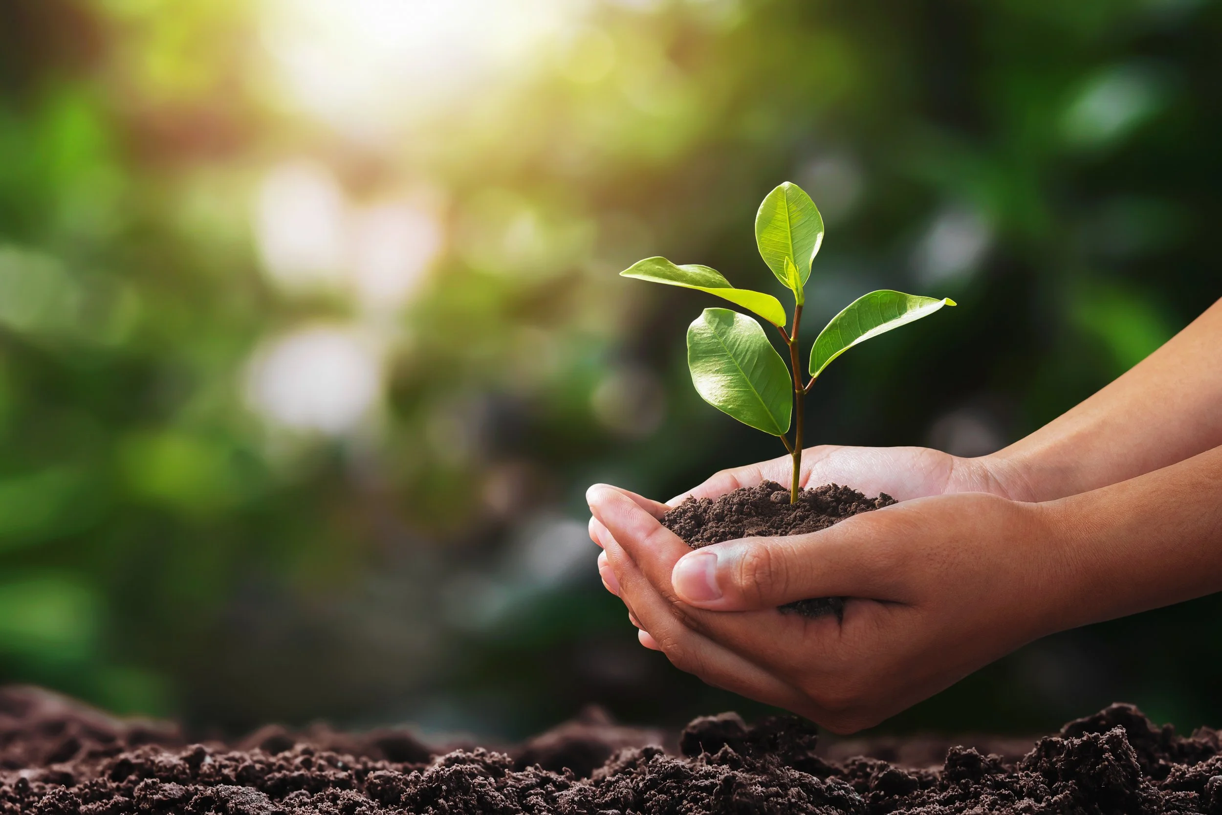 Hands planting a young green seedling in dark soil on a sunny day with blurred greenery in the background.