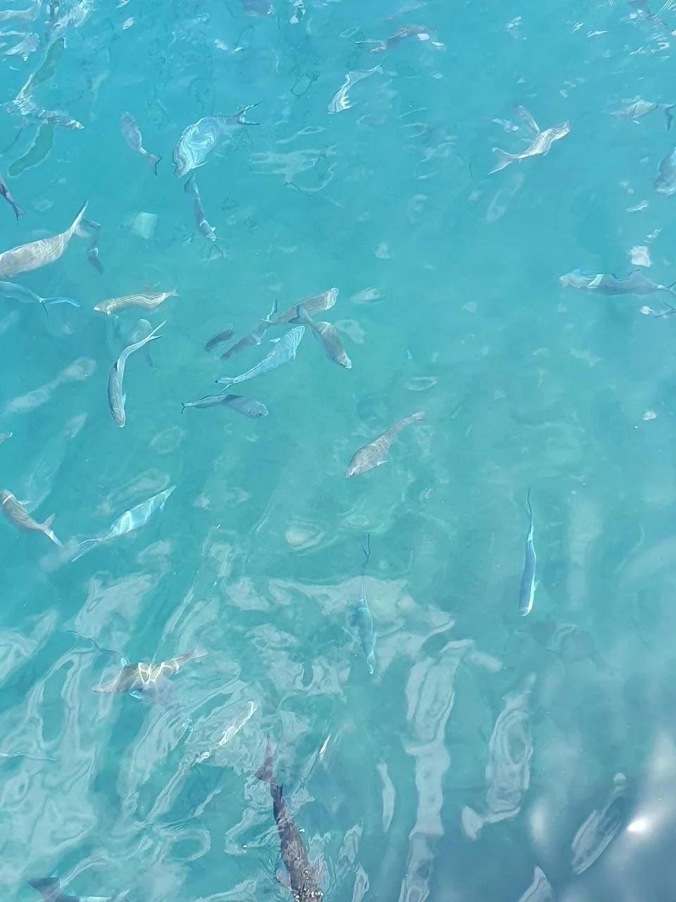 Blick auf das Wasser im Meer, in dem zahlreiche Fische schwimmen.