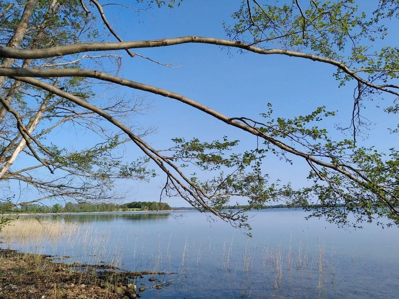 Blick auf einen ruhigen See mit Baumzweigen im Vordergrund, einige Gräser im Wasser, blauer Himmel und eine kleine Insel im Hintergrund.