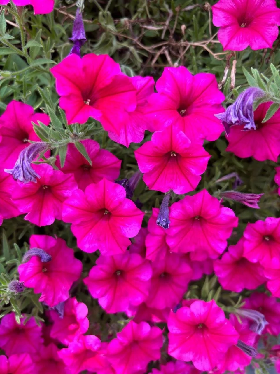 Nahaufnahme von pinkfarbenen Petunienblumen mit grünen Blättern im Hintergrund.