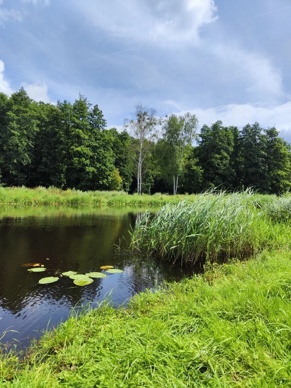 Ein ruhiger Fluss im Grünen, umgeben von Bäumen und hohem Gras, unter einem blauen Himmel mit wenigen Wolken.