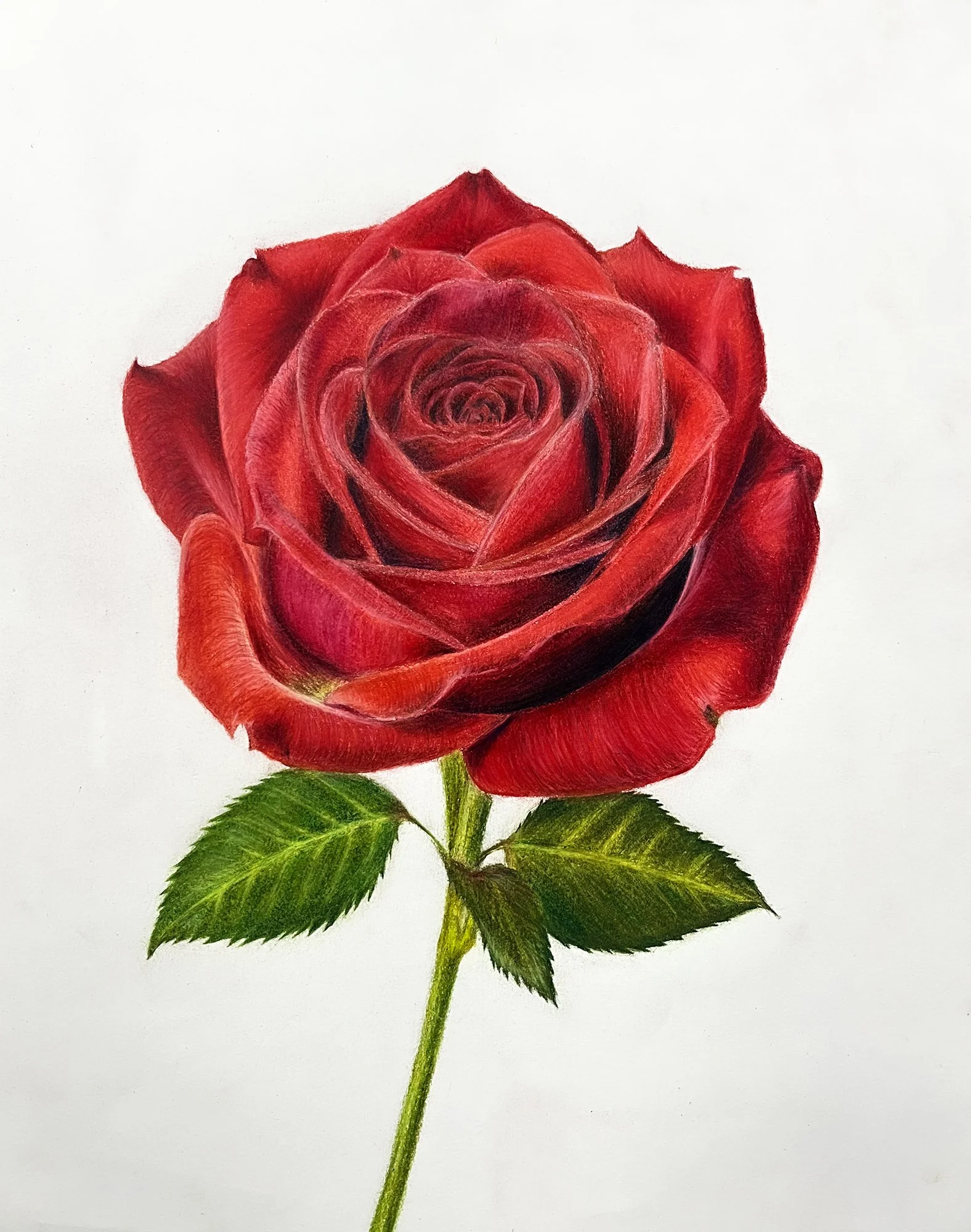 DISTINCTION AWARD / Ashley Yi / Grade 9 / Velvet Crimson / USA
